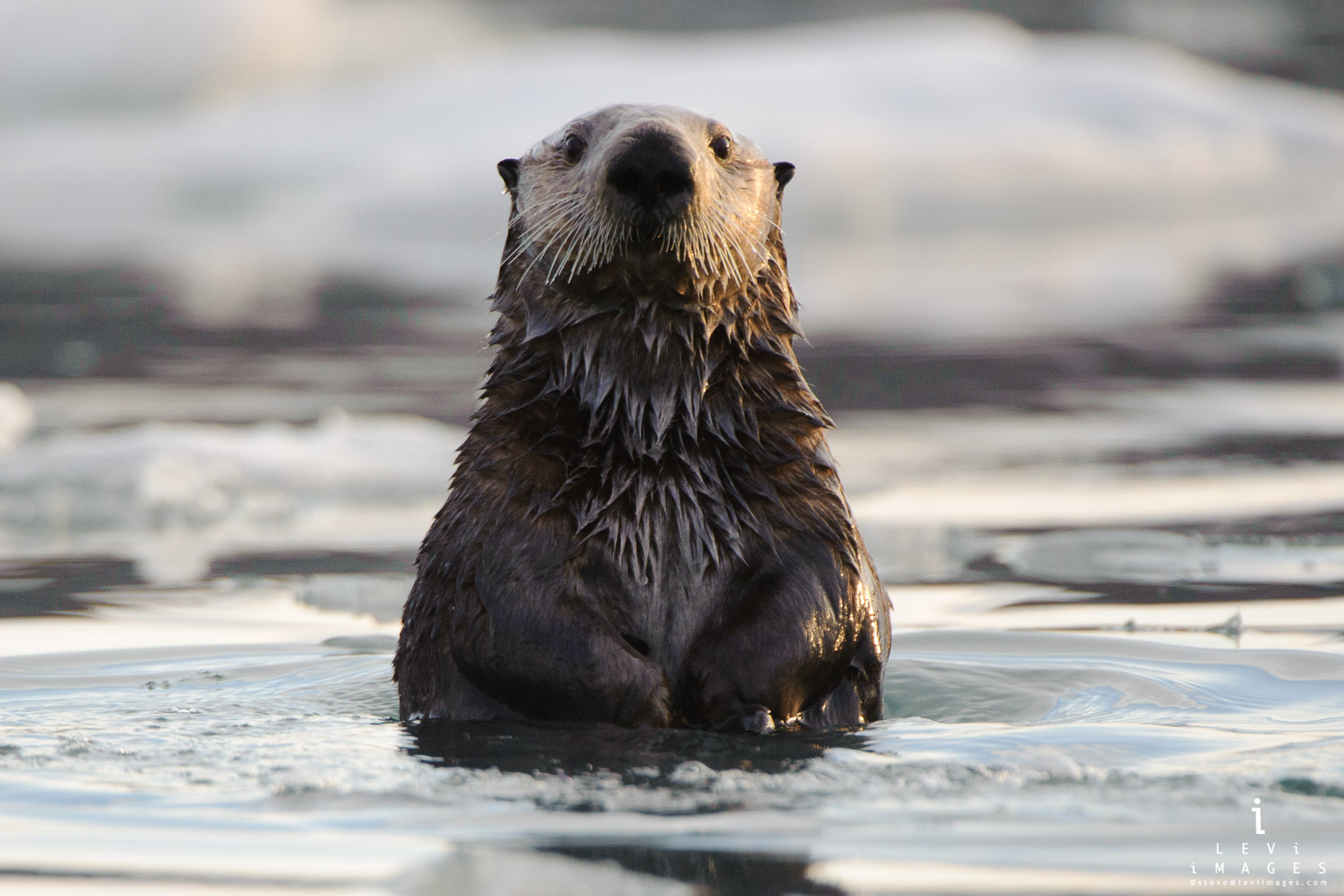 Sea otter (Enhydra lutris) spy-hopping in Prince William Sound, Alaska