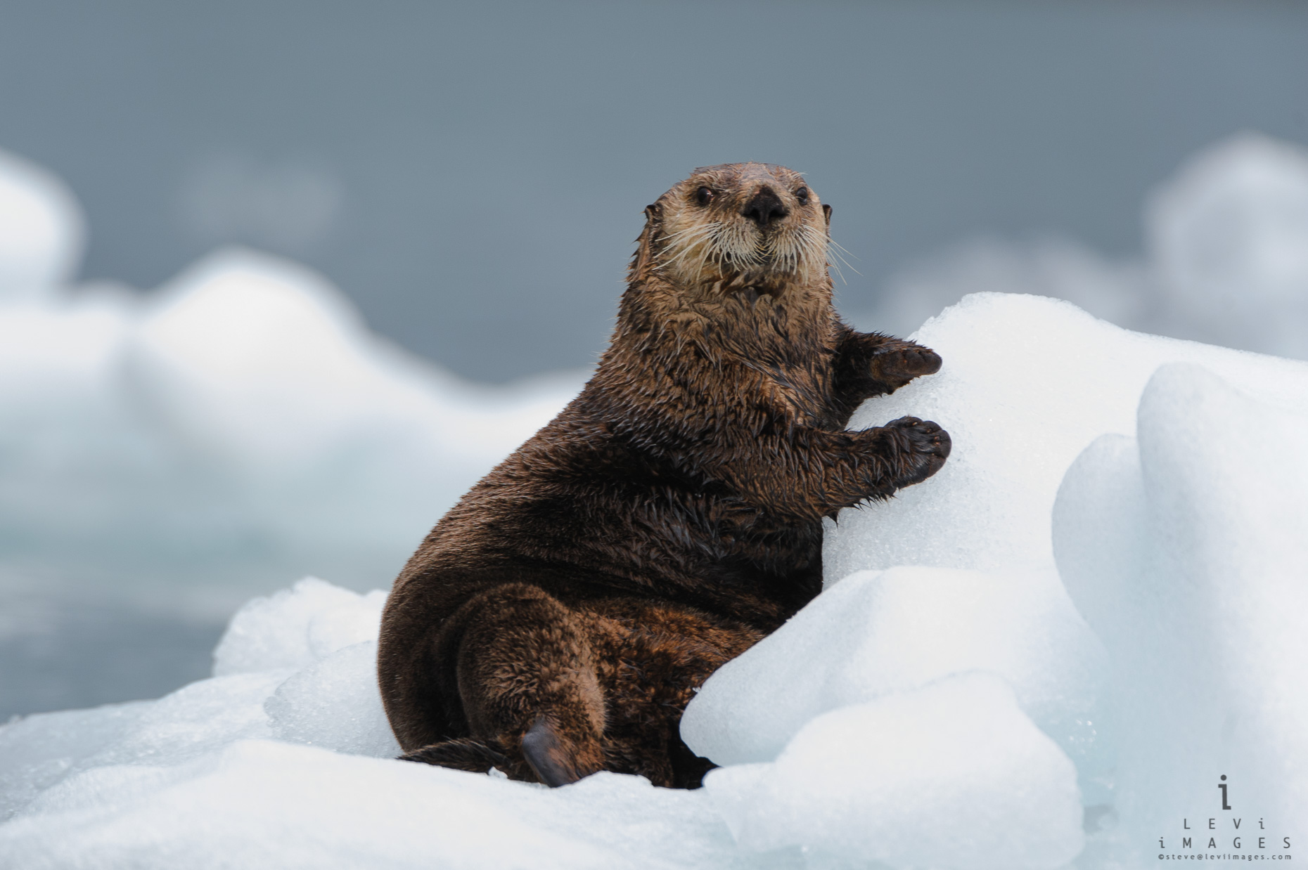 A sea otter (Enhydra lutris) poses on ice in Prince William Sound, Alaska