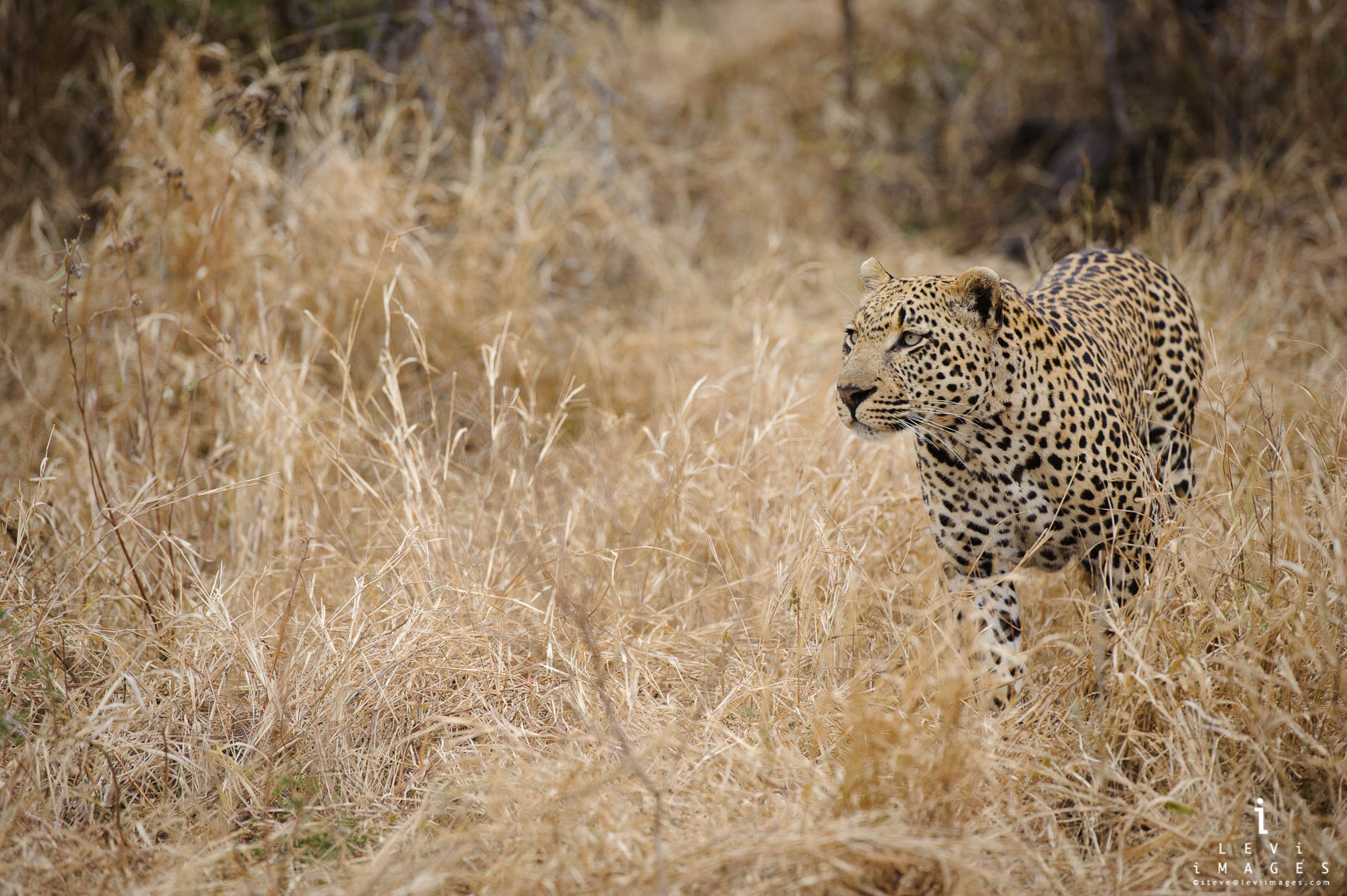Leopard (Panthera pardus) in tall dry grass, Okavango Delta, Botswana