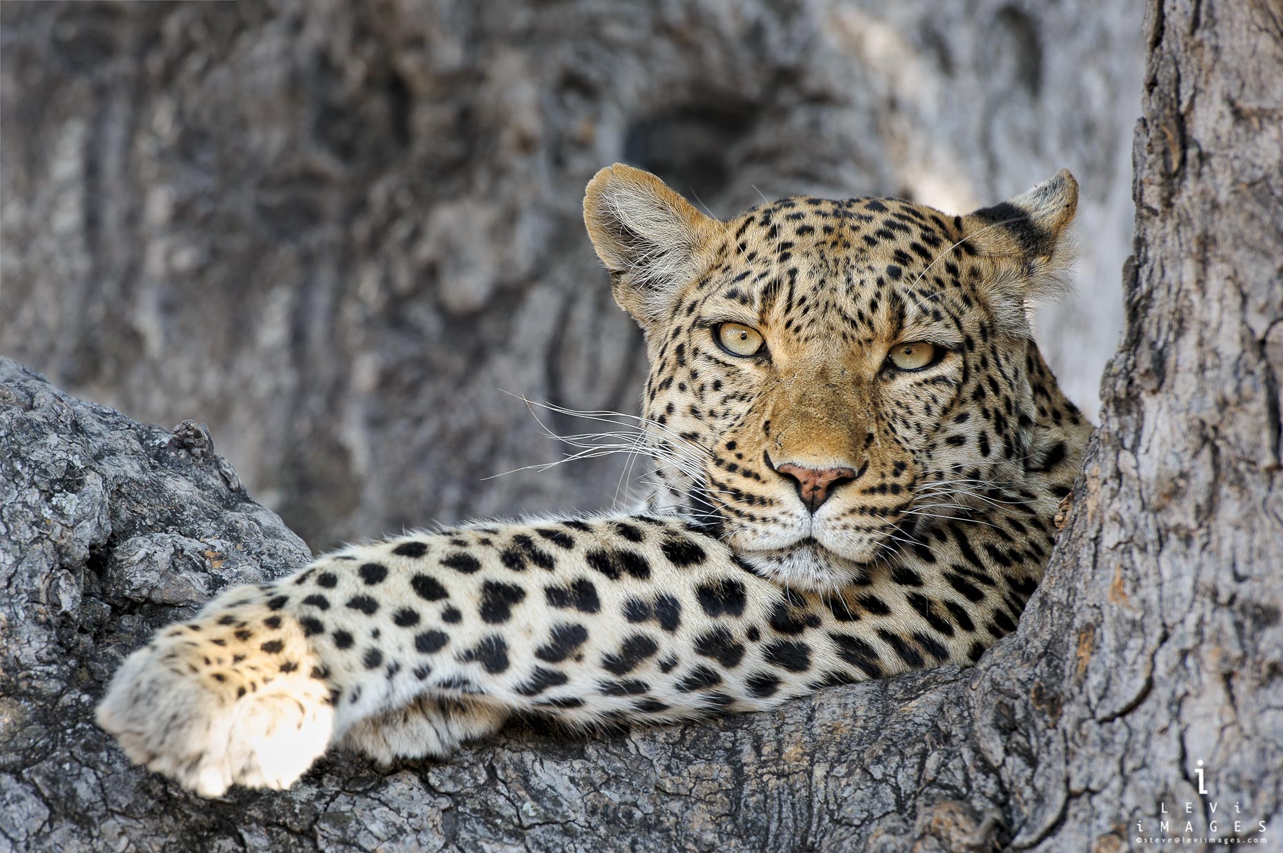Legendary Legadema leopard (Panthera pardus) in tree. Botswana, Africa