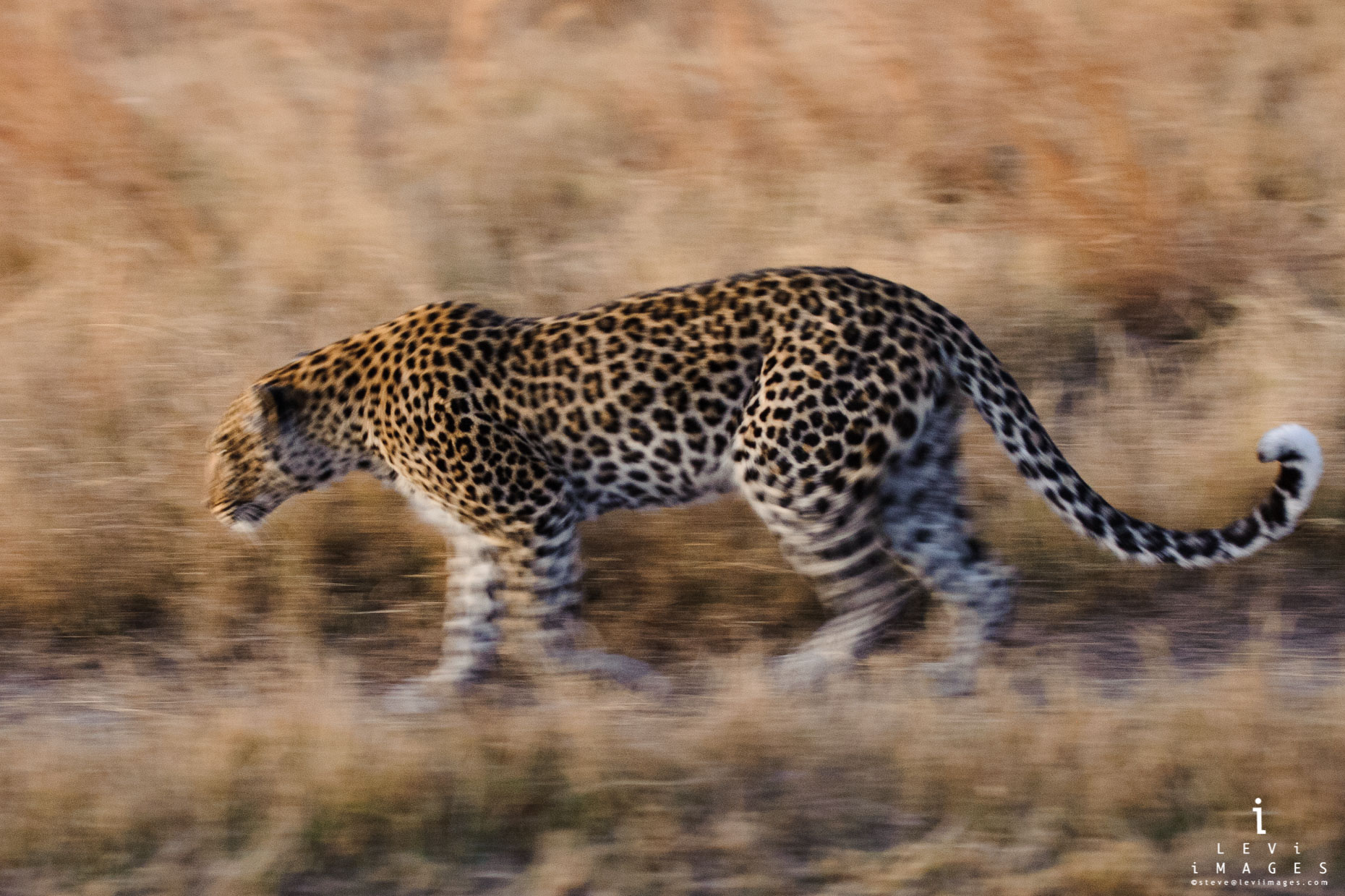 Leopard (Panthera pardus) on the move, slow panned, Botswana, Africa
