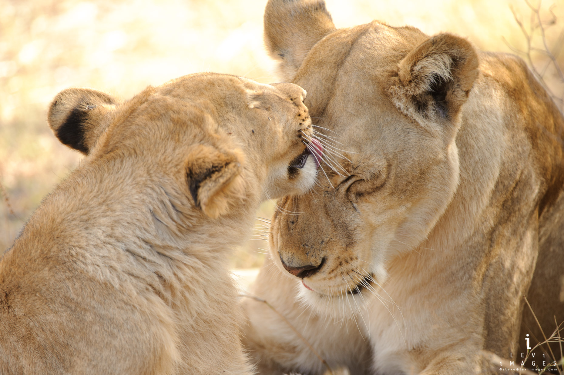 Lion (Panthera leo) cub tenderly licking its mother. Botswana, Africa