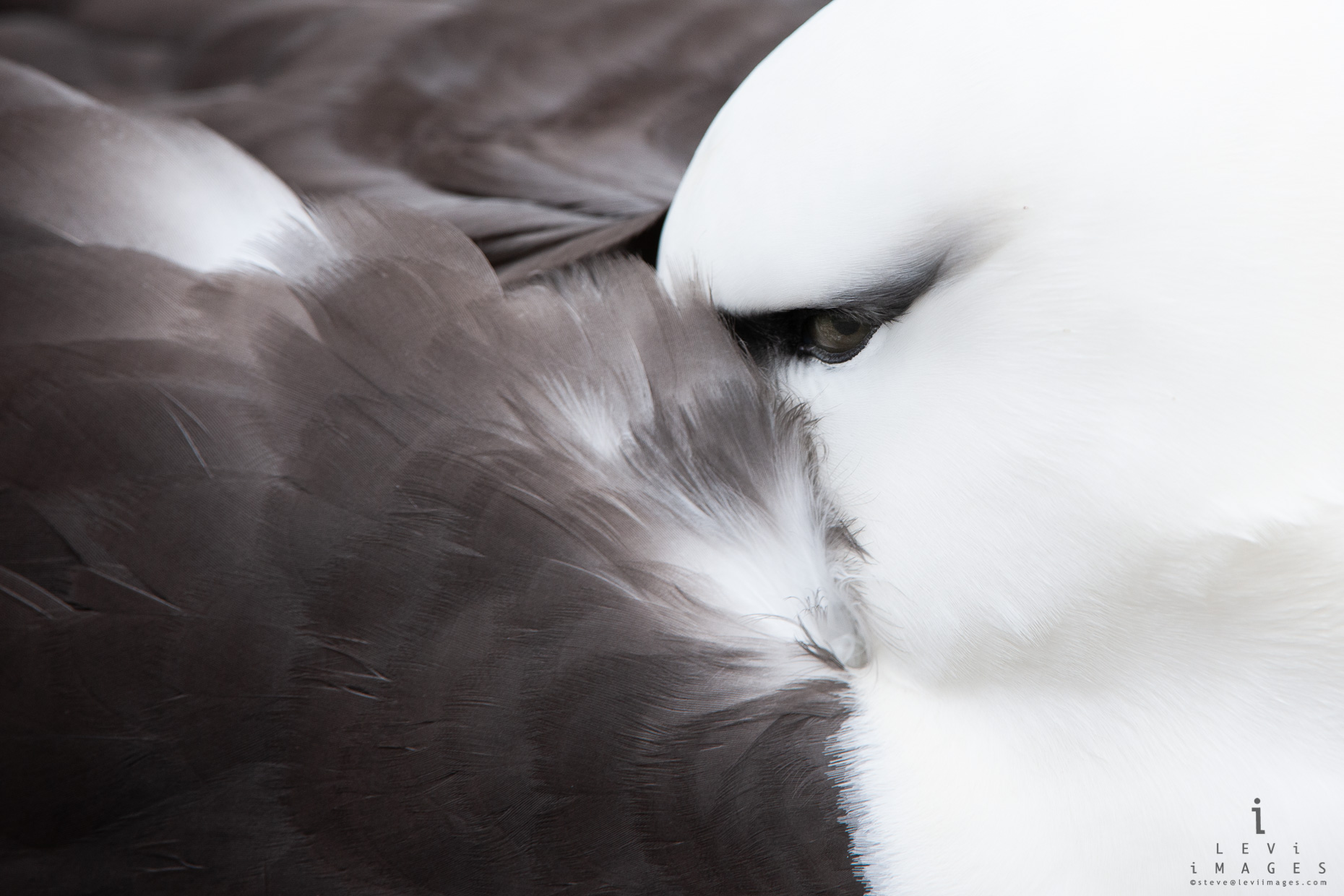 Black-browed albatross (Thalassarche melanophris) close up. Eye and ...