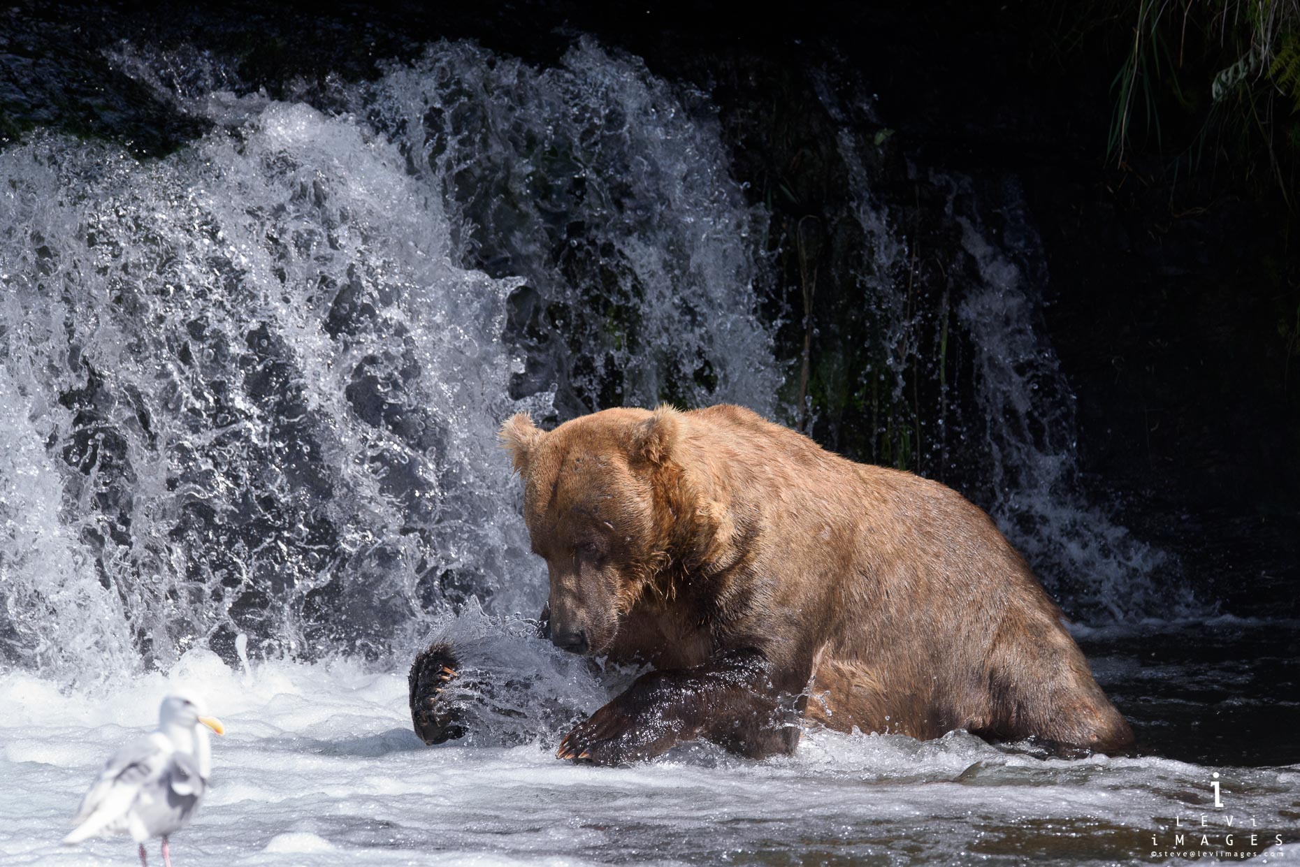 Brown bear (Ursus arctos) bear lunges for fish at base of waterfall.  Brooks Falls, Katmai, Alaska