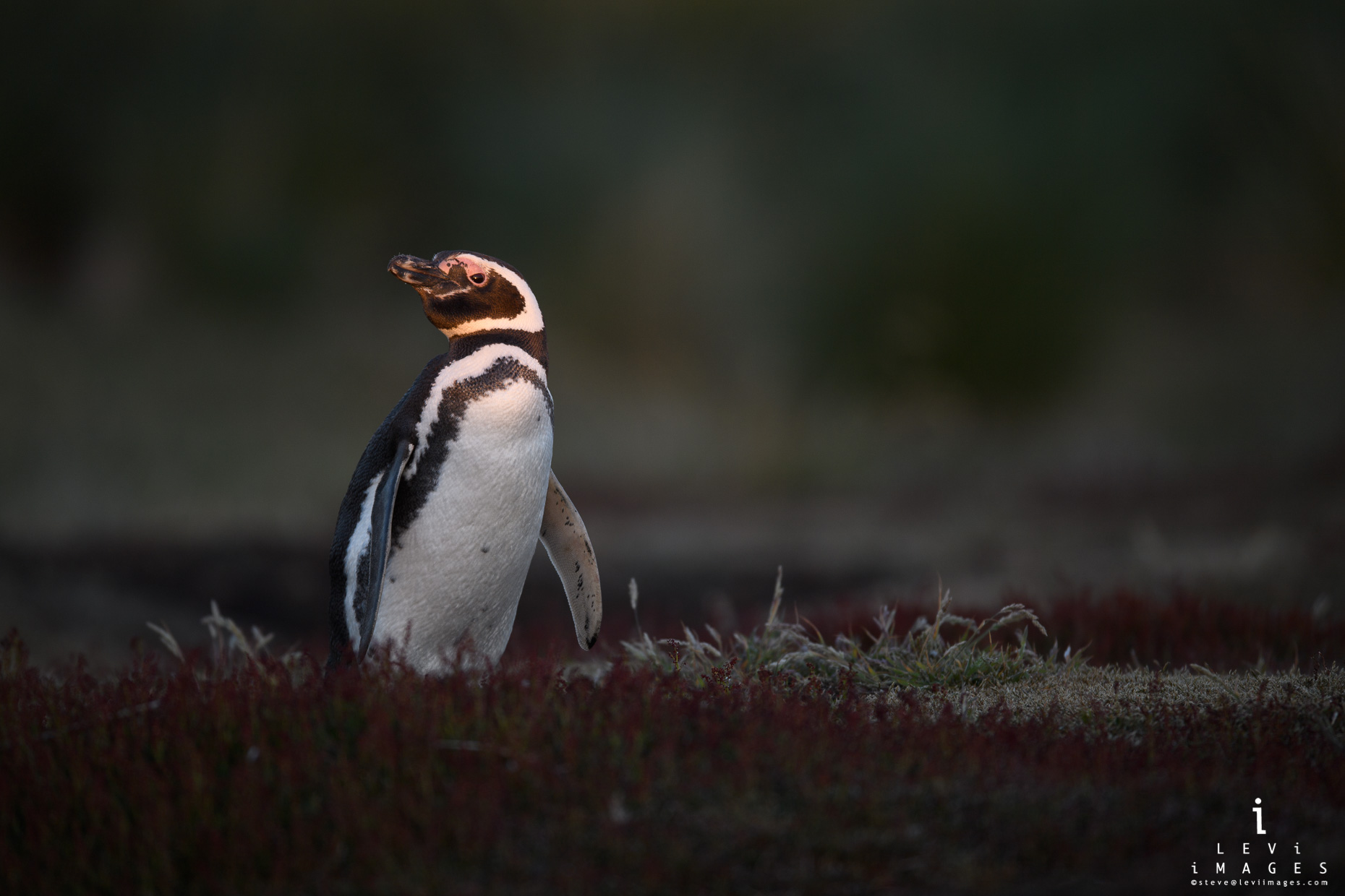 Magellanic penguin (Spheniscus magellanicus) portrait at dusk. Sea Lion Island, Falklands