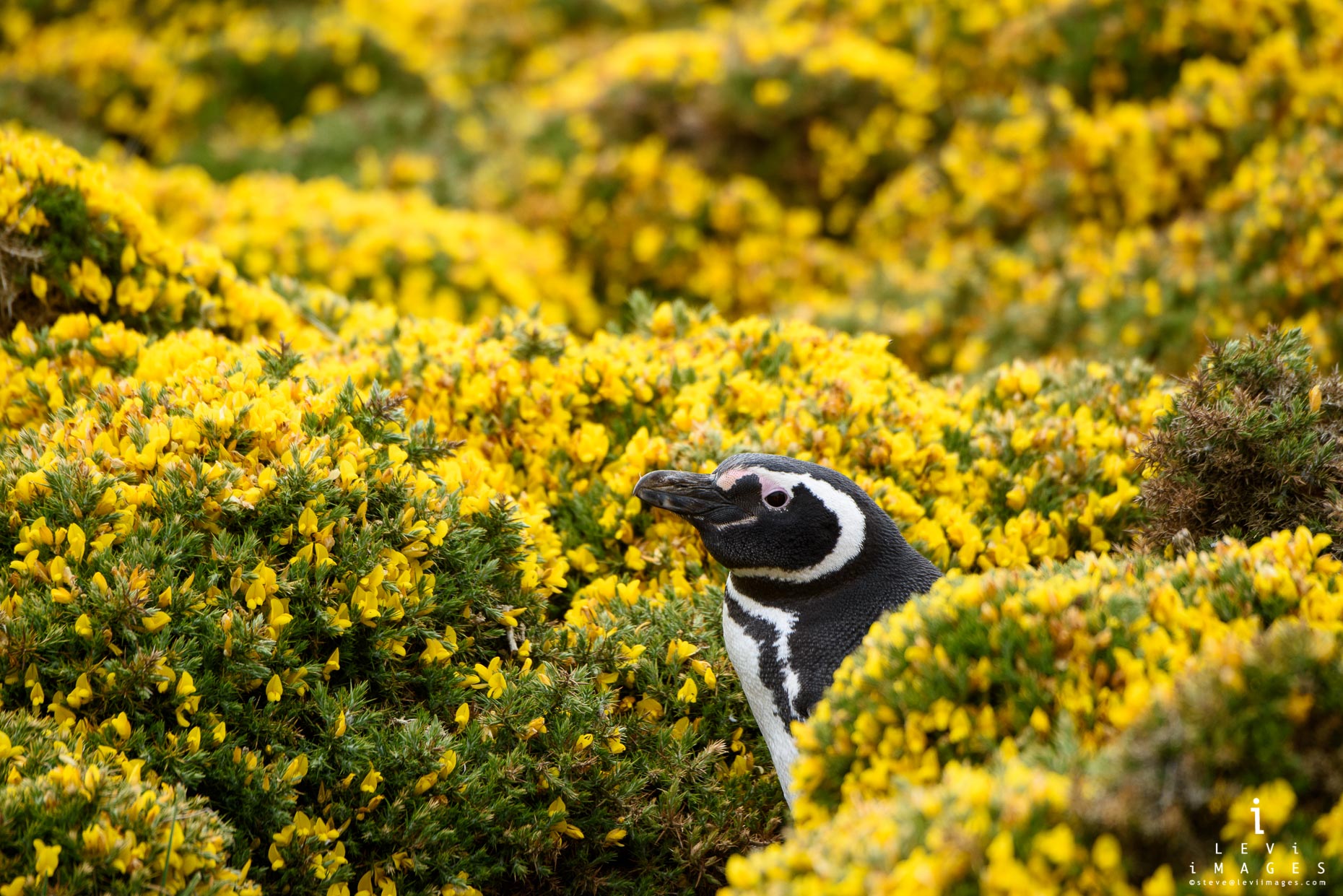 A Magellanic penguin (Spheniscus magellanicus) peeks out of gorse bushes. Bleaker Island, Falkland Islands