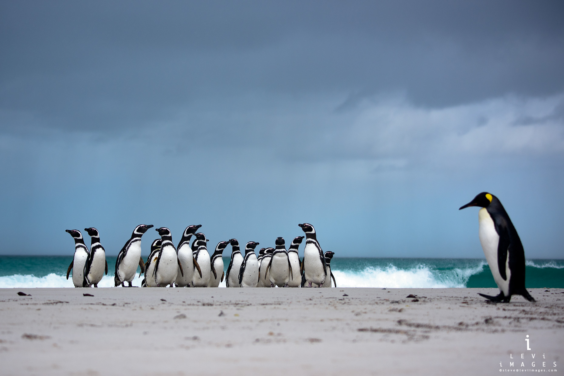 Magellanic penguins (Spheniscus magellanicus) on beach with dramatic ...