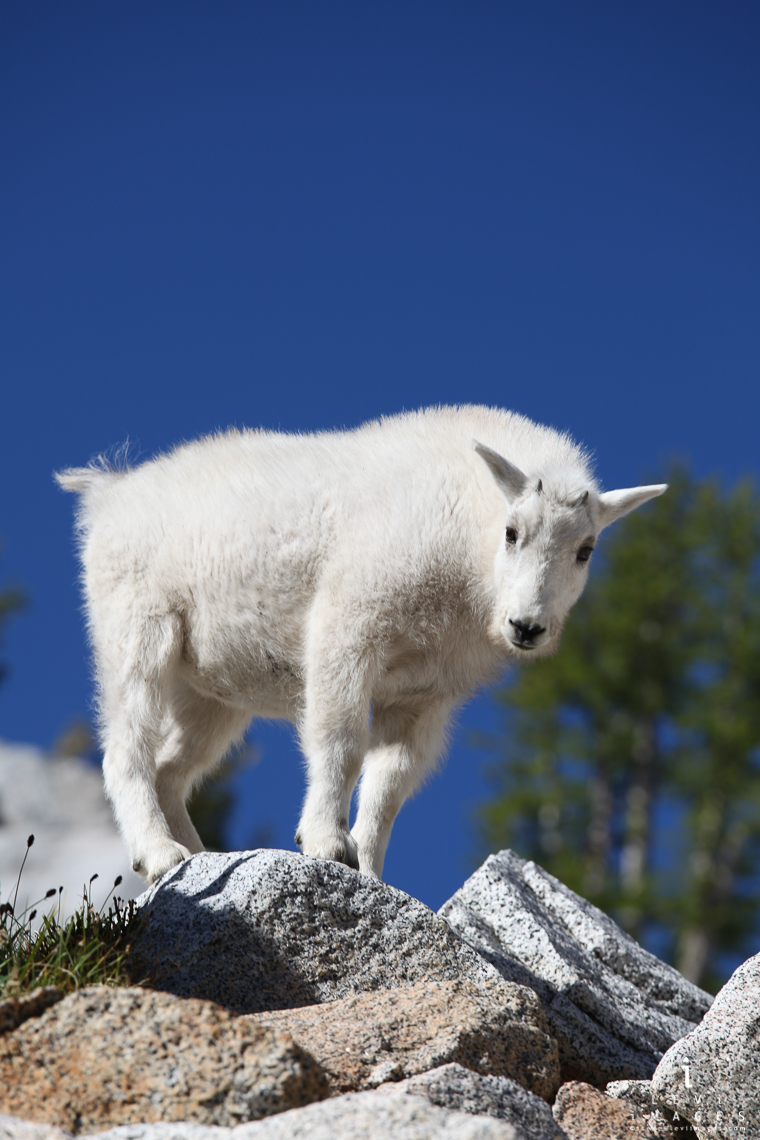 Mountain goat on rocks, Enchantments, Washington