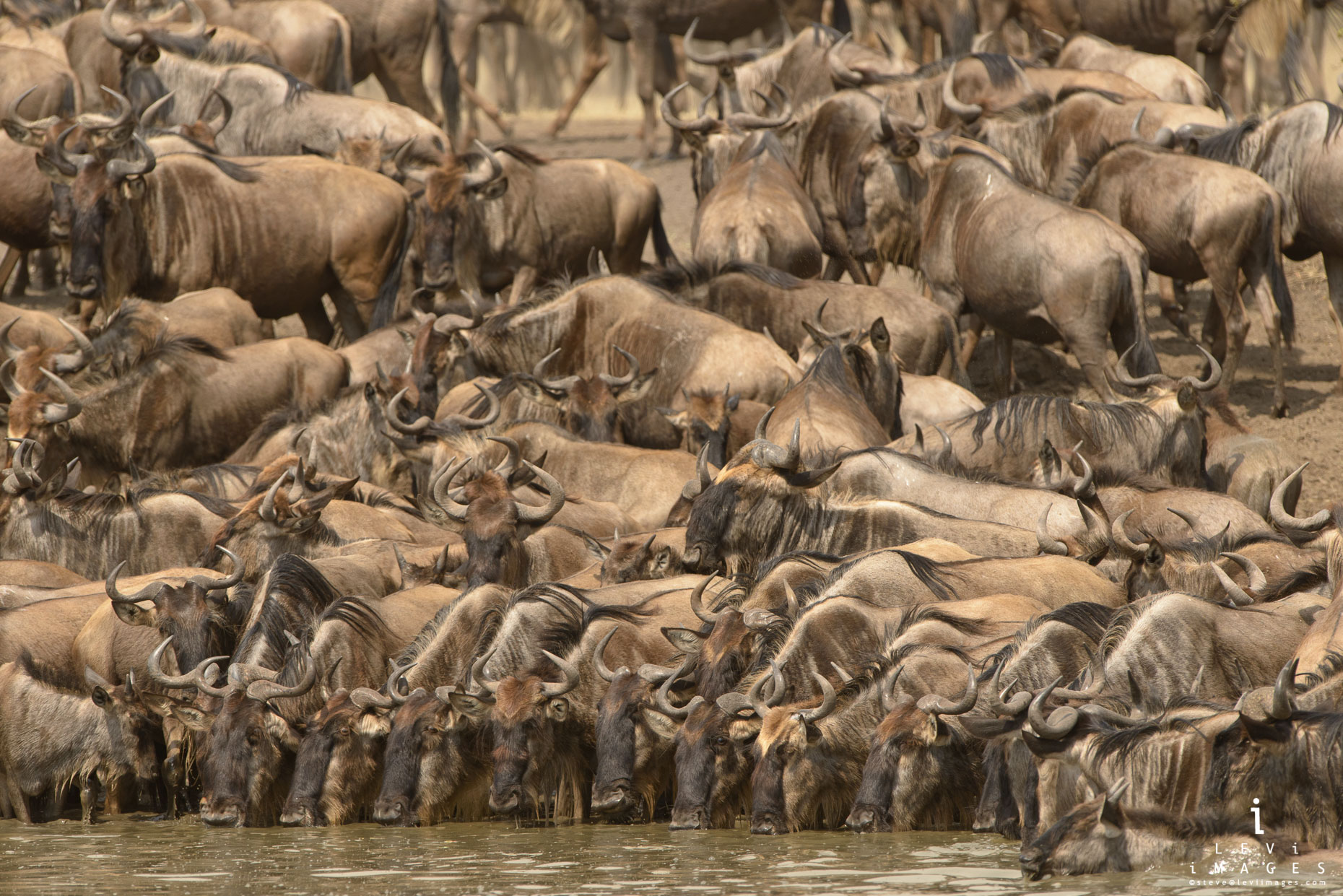 Wildebeests (Connochaetes taurinus) lined up and drinking at waterhole. Serengeti Africa