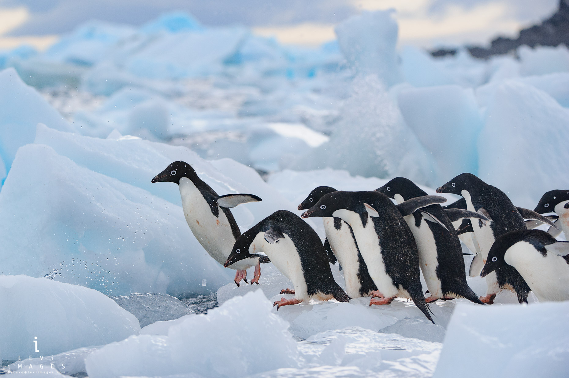 Adélie penguins (Pygoscelis adeliae) jumping off iceberg fragments enter the sea. Paulet Island, Antarctica