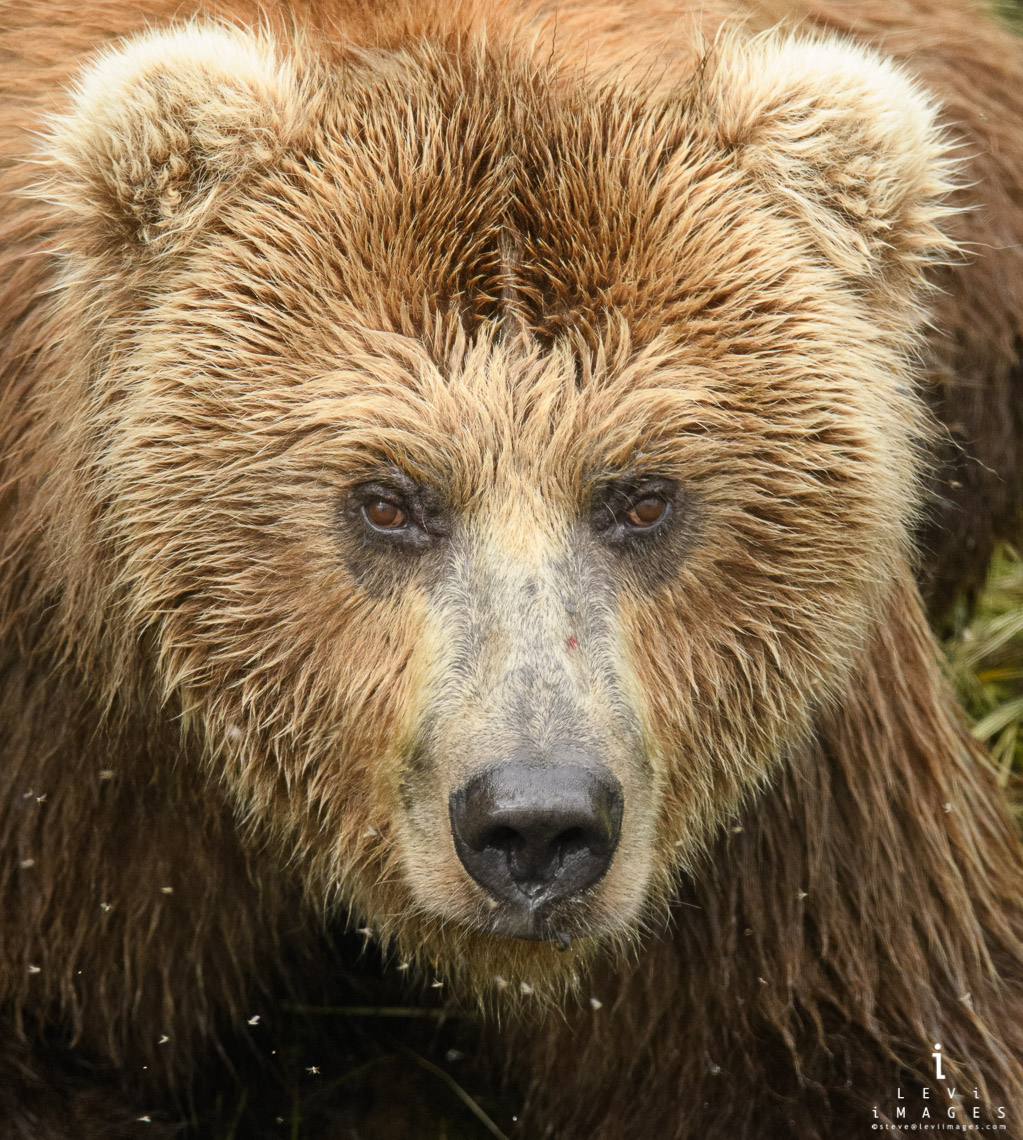 Coastal brown bear (Ursus arctos) headshot portrait. Katmai, Alaska