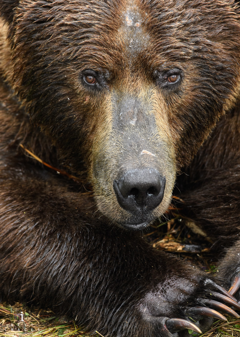 Brown bear (Ursus arctos) headshot portrait. Katmai, Alaska