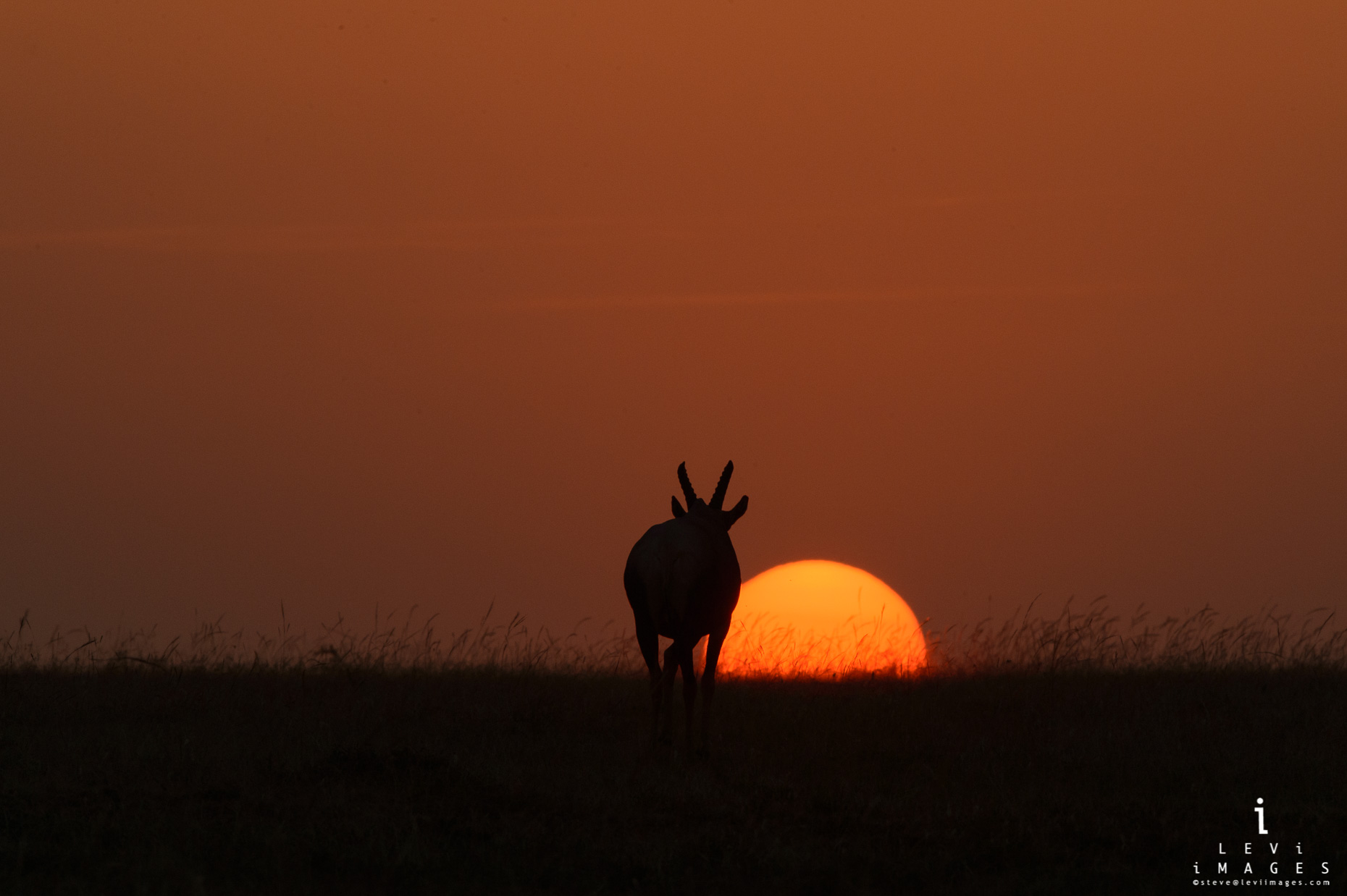 Antelope silhouette at sunset, Maasai Mara Kenya