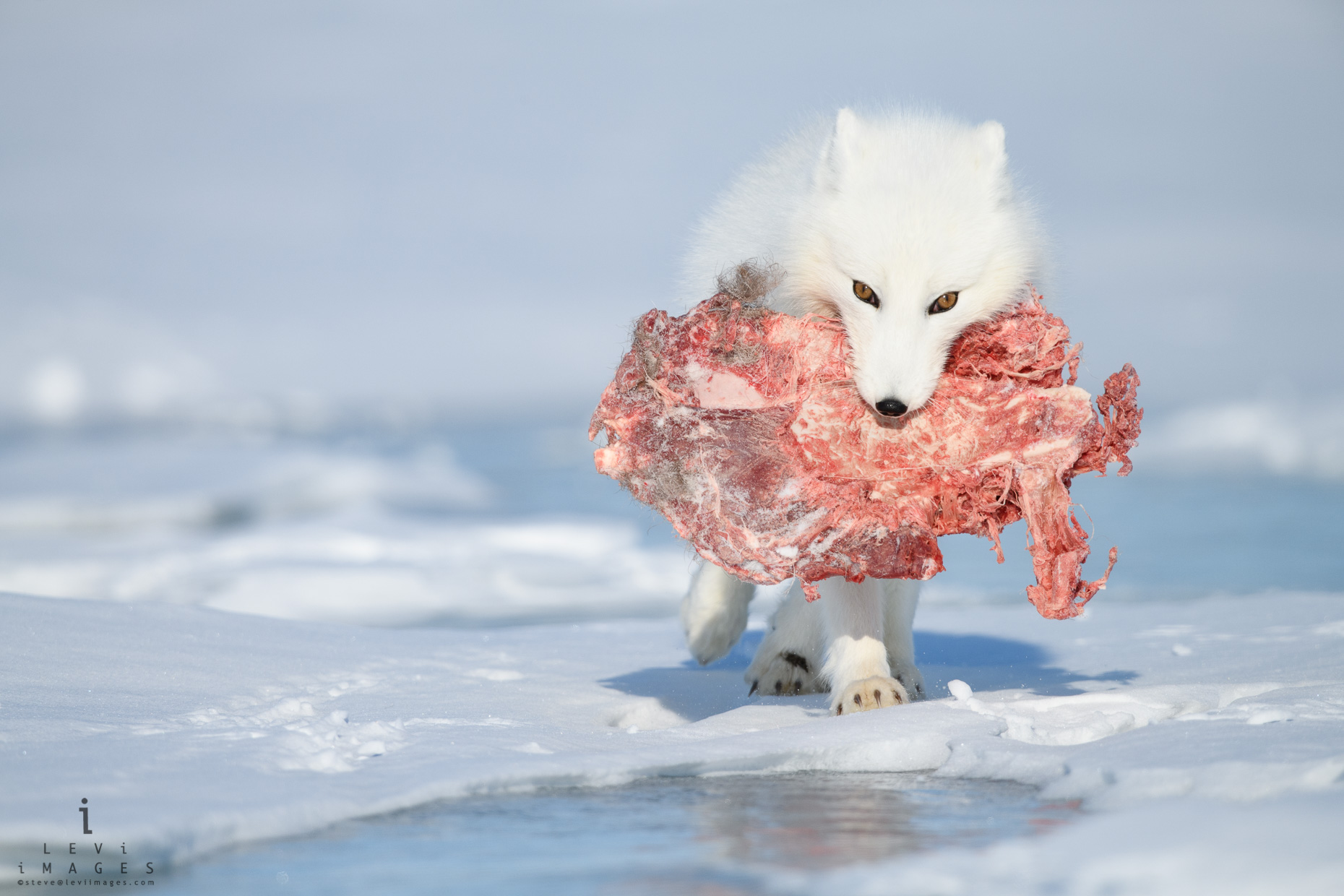 Arctic fox (Vulpes lagopus) in winter with Caribou shoulder in mouth