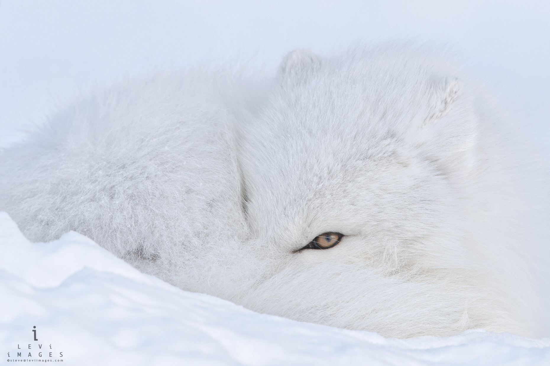 Arctic Fox (Vulpes lagopus) curled-up on snow looks at the camera with one eye. Manitoba, Canada