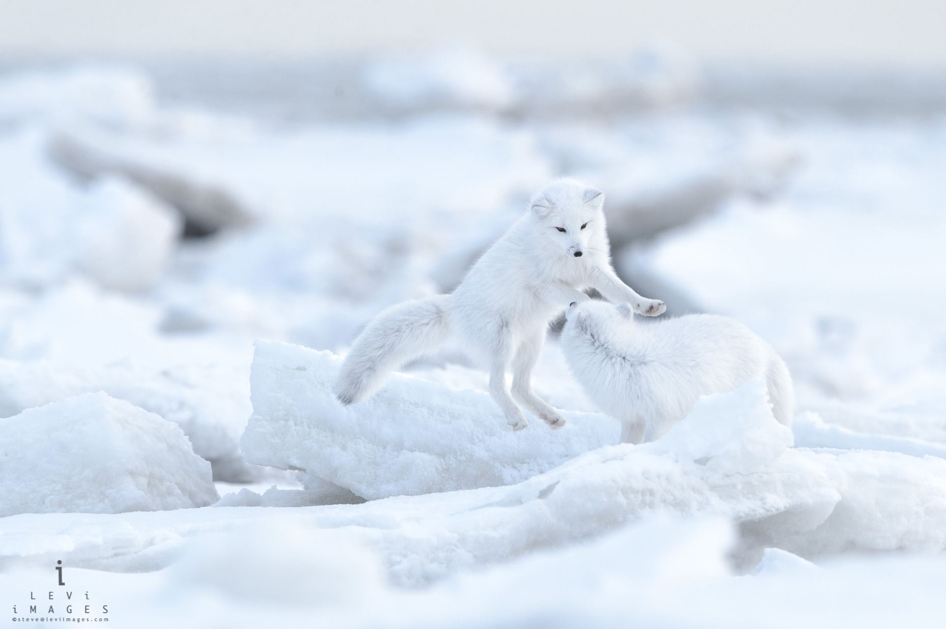 Two Arctic fox (Vulpes lagopus)  play on broken ice. Hudson Bay, Manitoba, Canada