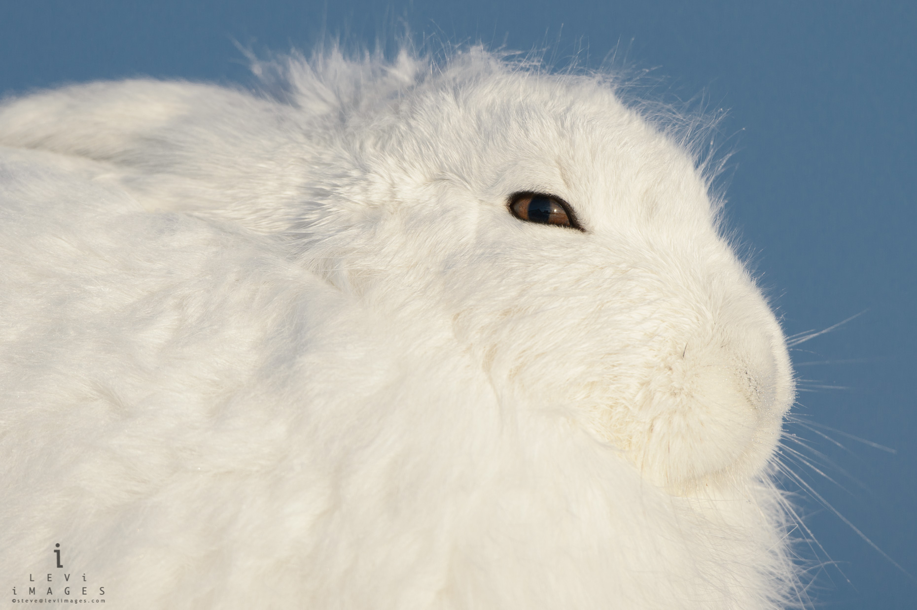 Arctic hare (Lepus arcticus) basks in the afternoon sun. Manitoba, Canada