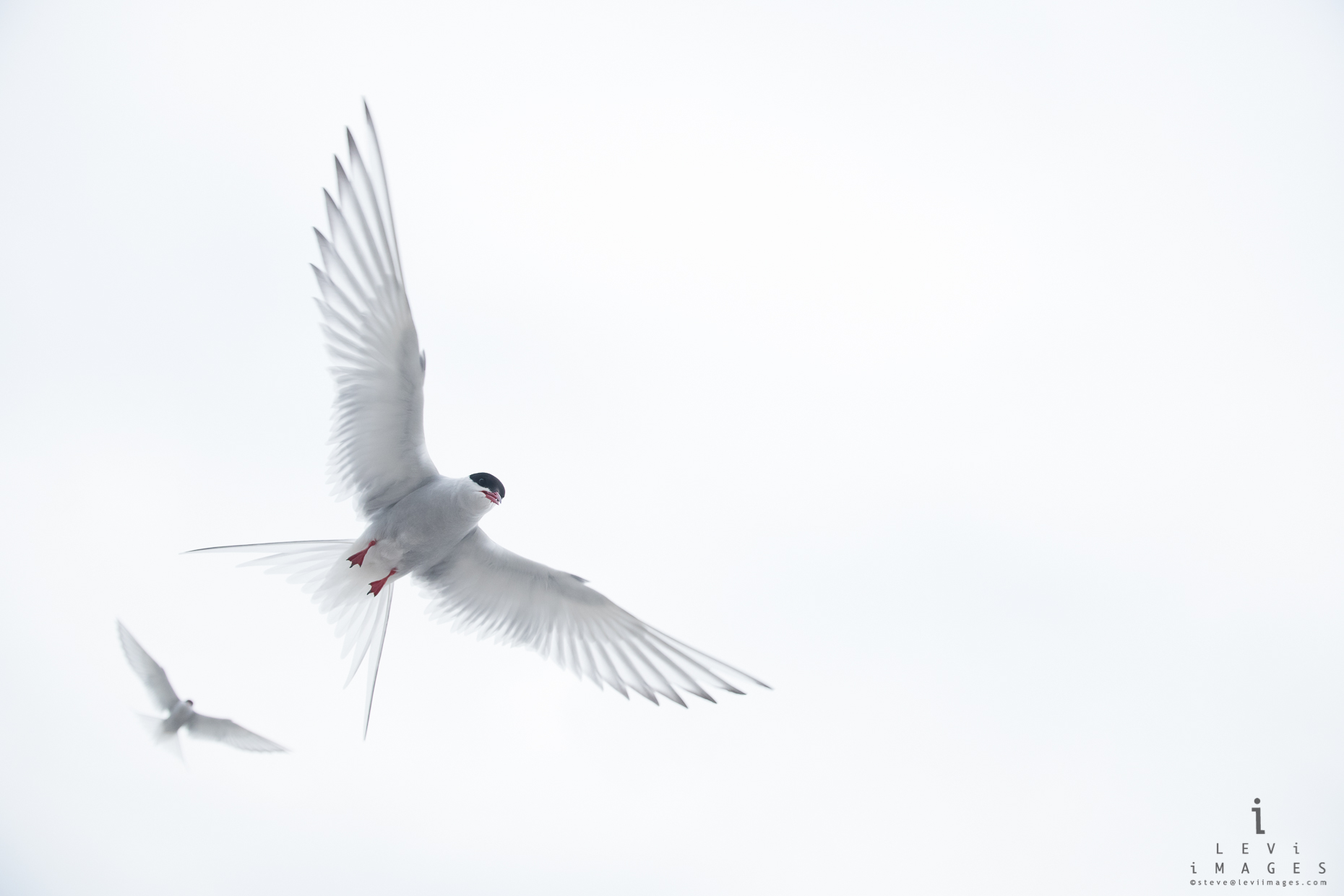 Two Arctic terns (Sterna paradisaea) flying. Svalbard, Norway