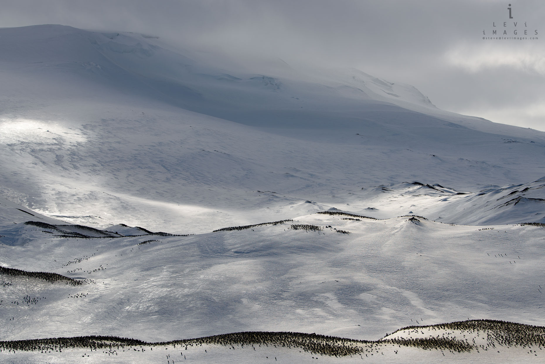 Chinstrap penguin (Pygoscelis antarcticus) colony in snow Baily Head, Antarctica
