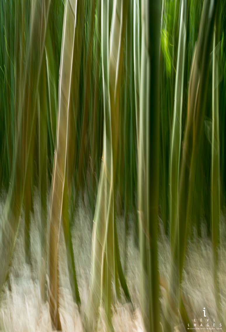 Bamboo abstract. Haleakala National Park, Maui, Hawaii