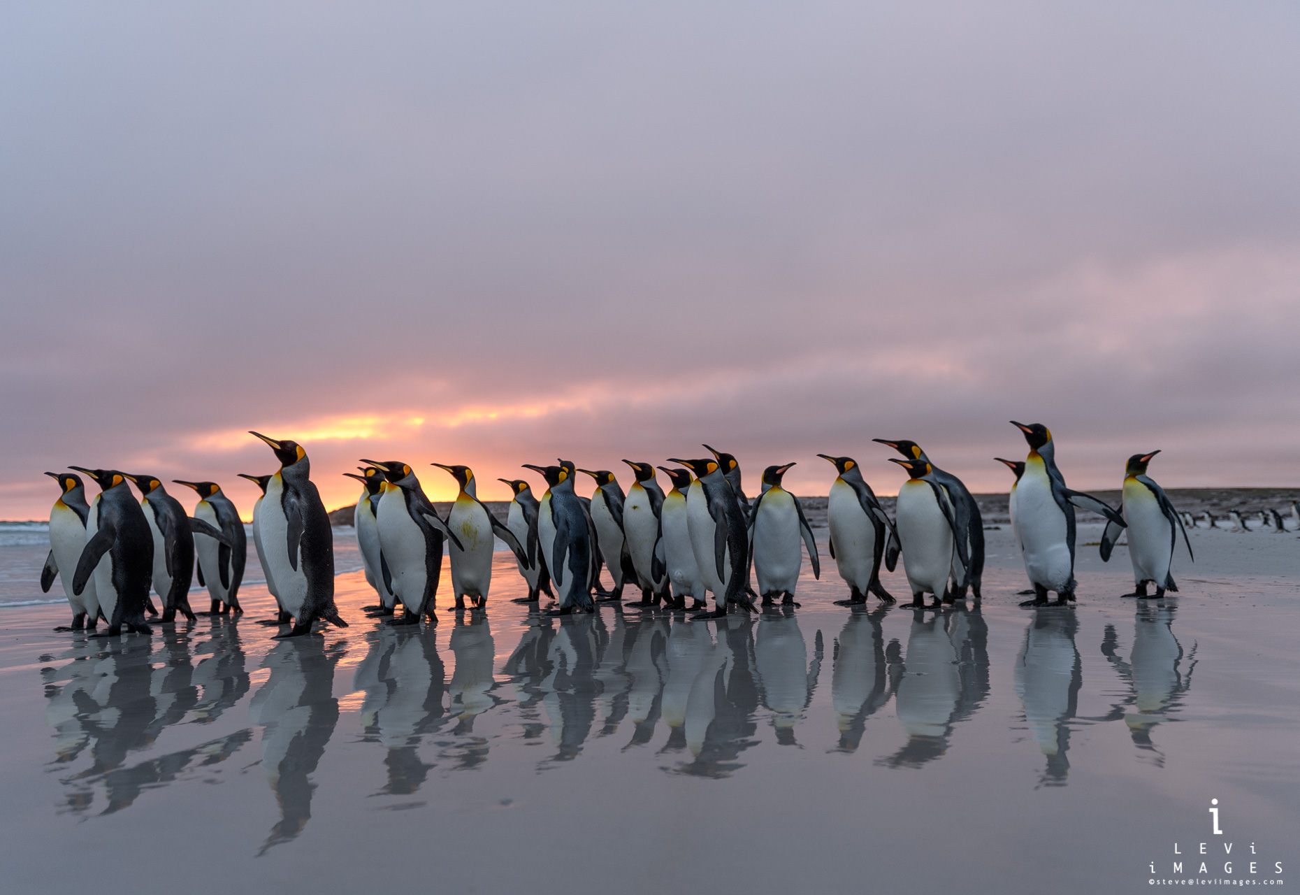 King penguin (Aptenodytes patagonicus) reflected in wet sand at sunrise. Volunteer Point, Falkland Islands