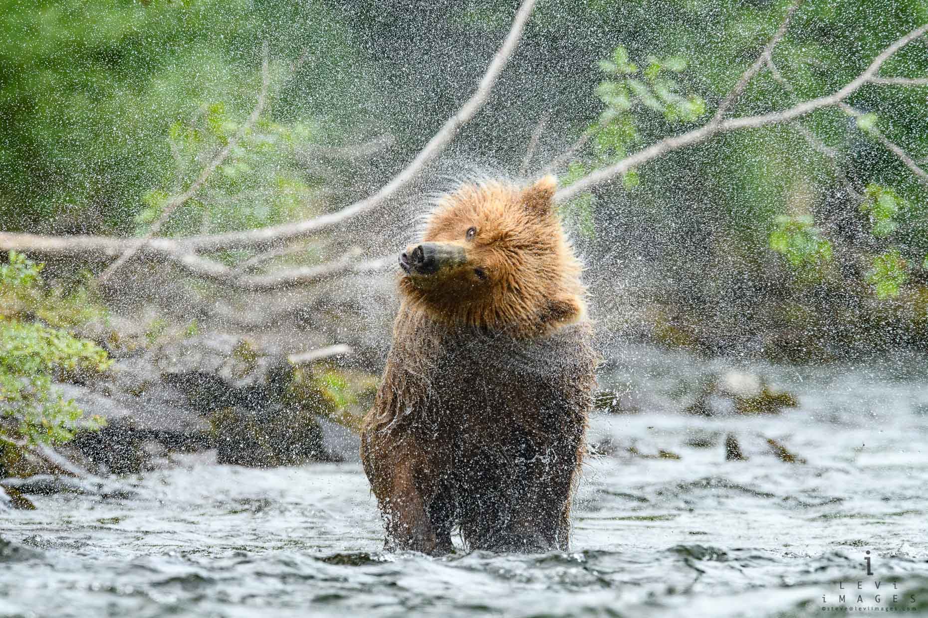 Brown bear (Ursus arctos) shakes water off creating a spray pattern. Katmai, Alaska