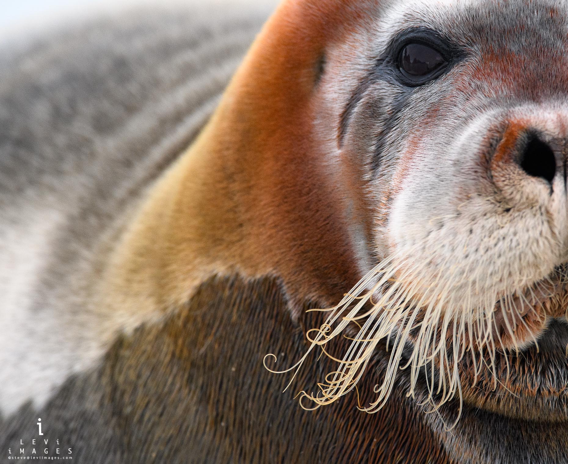 Rust-colored Bearded Seal (Erignathus Barbatus) Portrait. Svalbard, Norway