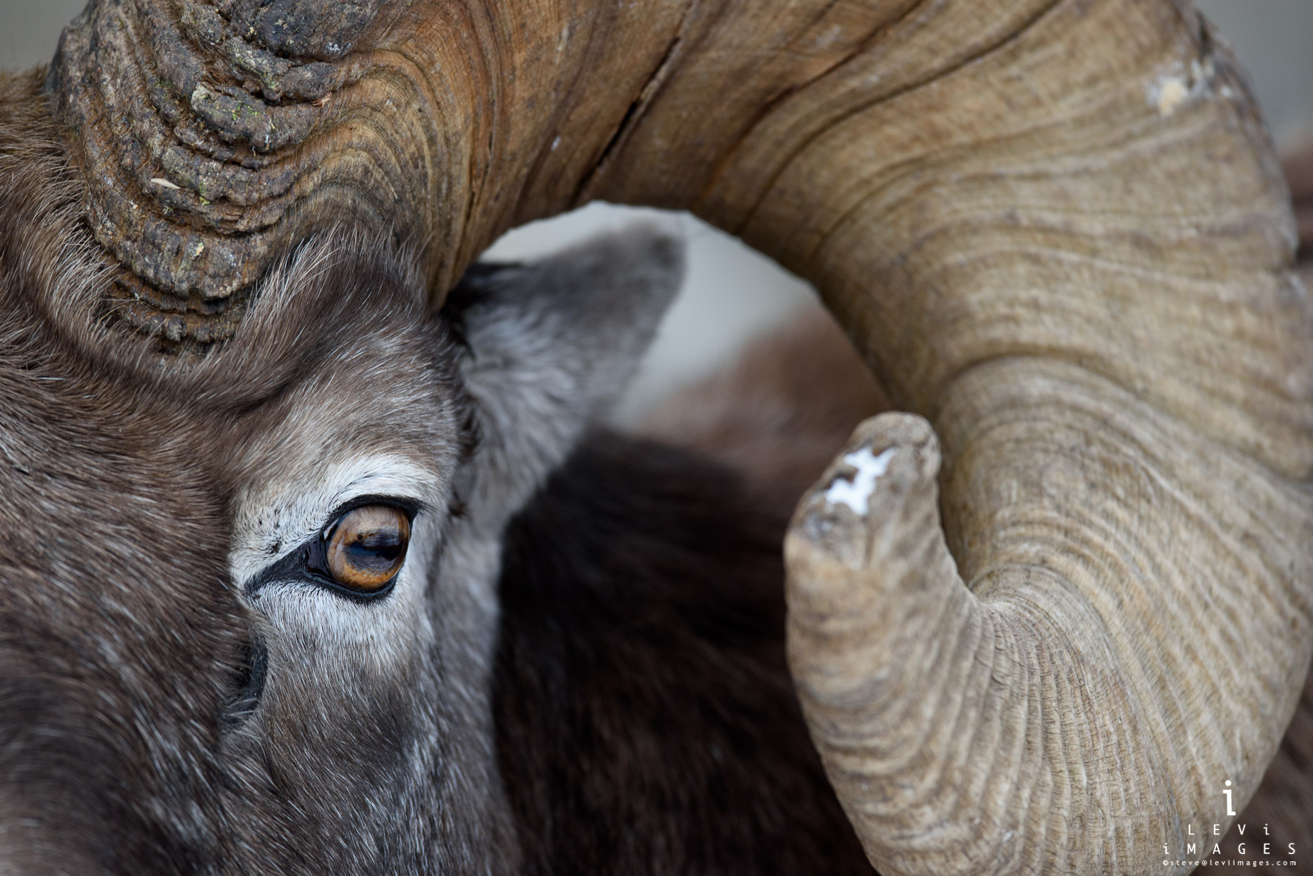 Bighorn sheep (Ovis canadensis) headshot close-up. Jasper, Alberta, Canada
