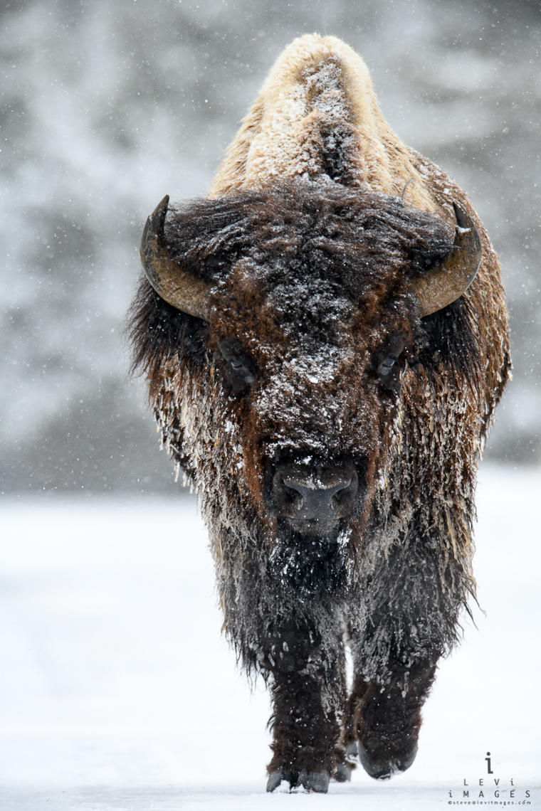 Ice-coated bison (Bison bison) portrait vertical. Yellowstone National ...