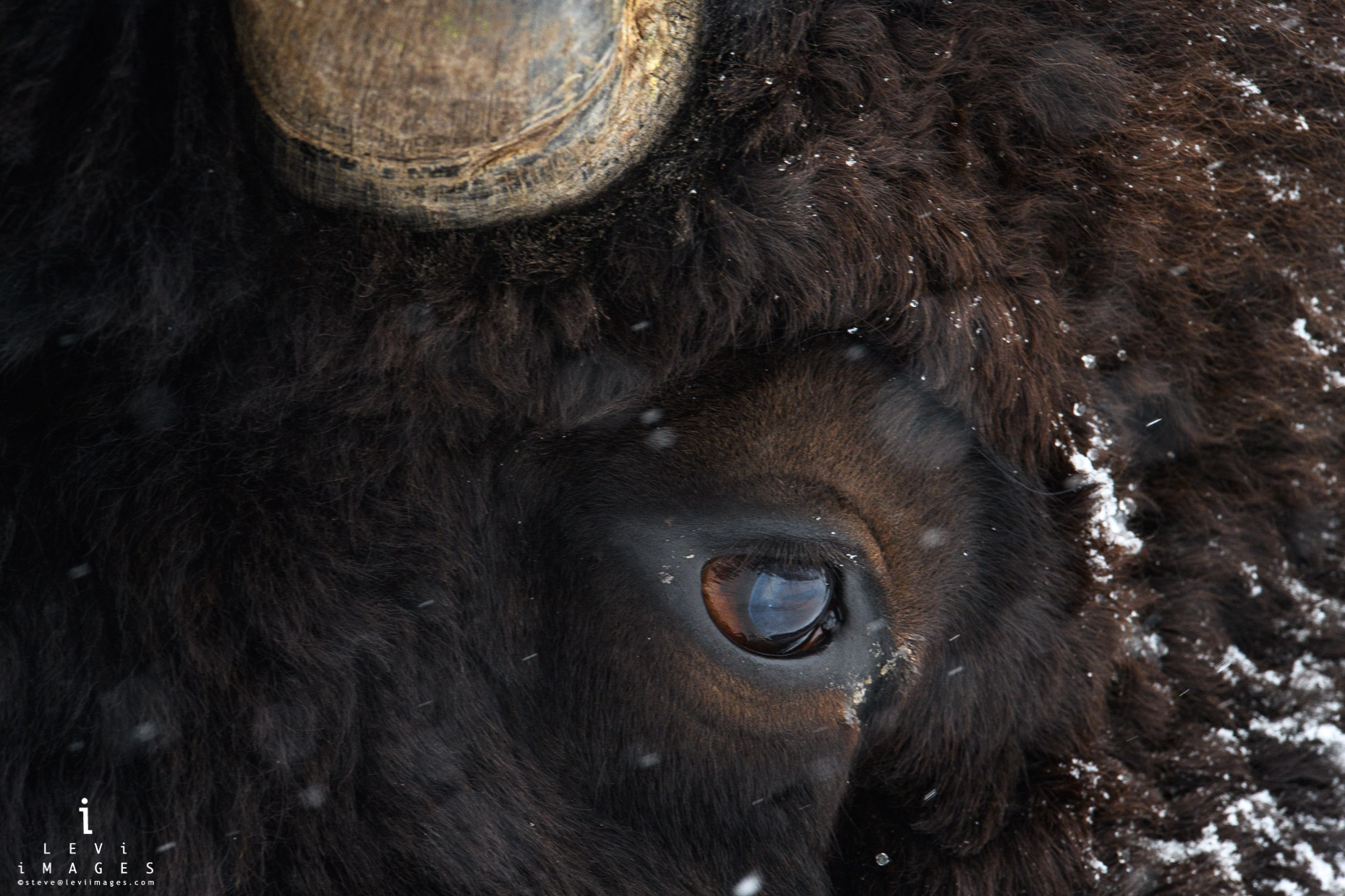 Bison (Bison bison) eye and horn close-up. Yellowstone National Park, Wyoming