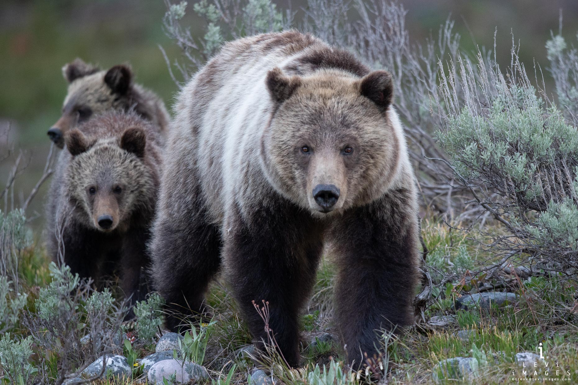 Grizzly bear (Ursus arctos) and cubs walk out of brush. Grand Teton ...