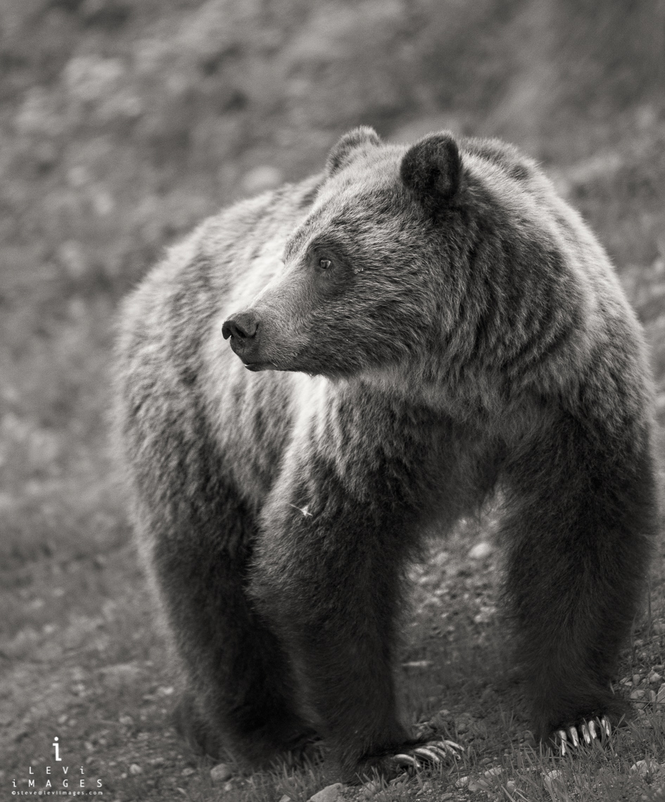 Blondie : grizzly bear (Ursus arctos) portrait in sepia. Grand Teton ...