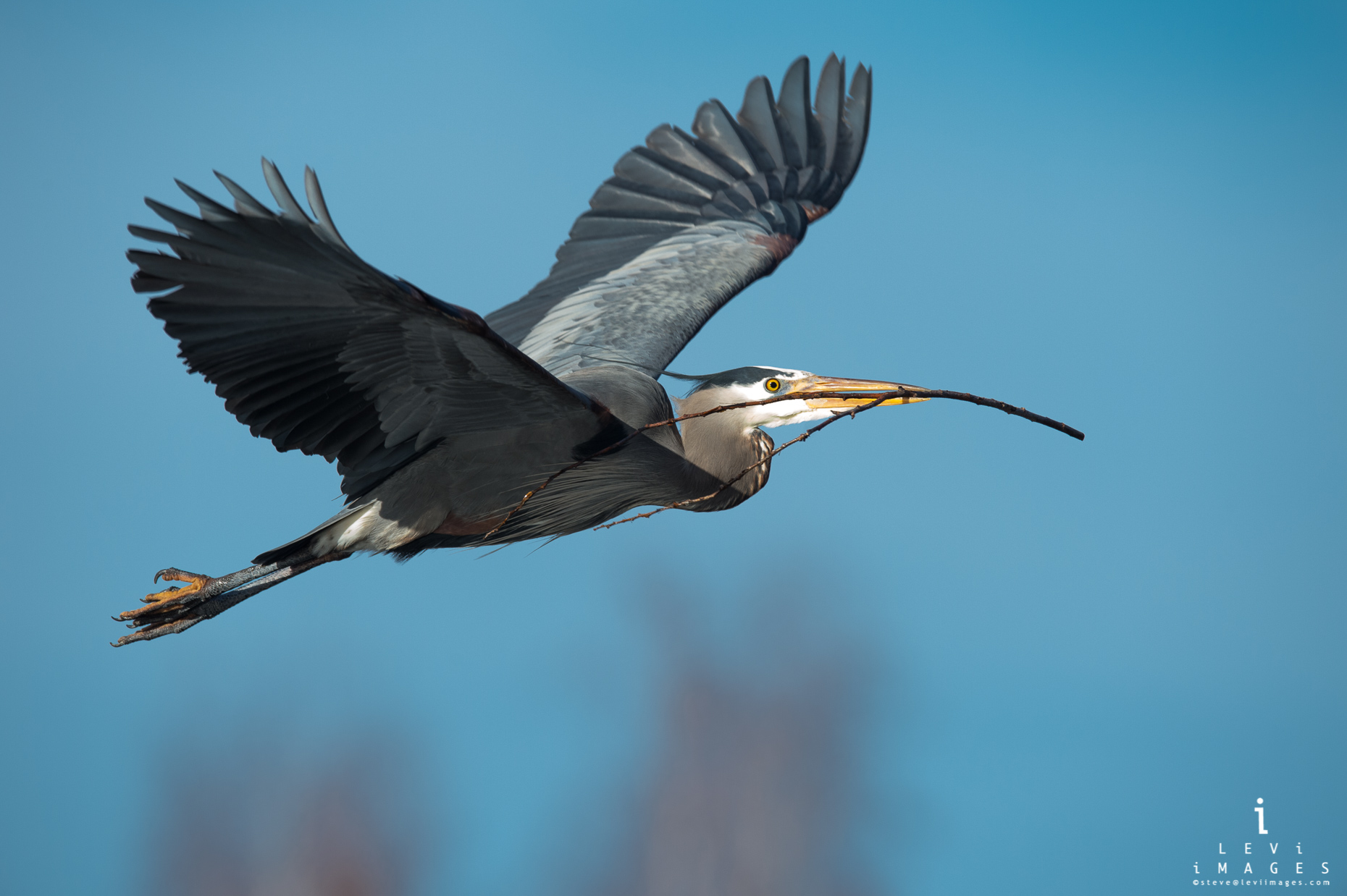 Great blue heron (Ardea herodias) flying with twig in mouth nest building. Marymoor Park,