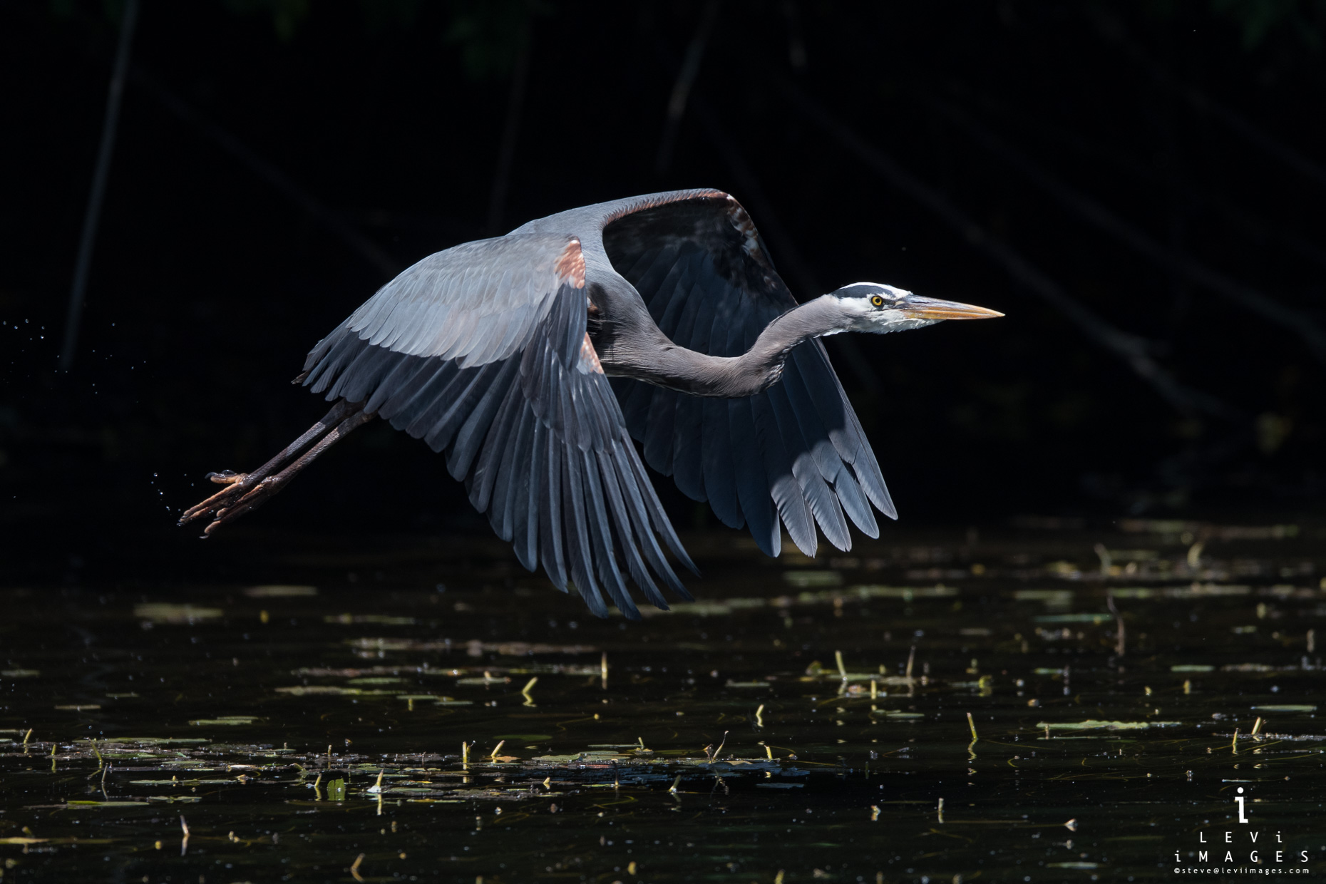 Great blue heron (Ardea herodias) takes off from stream. Marymoor Park, Washington