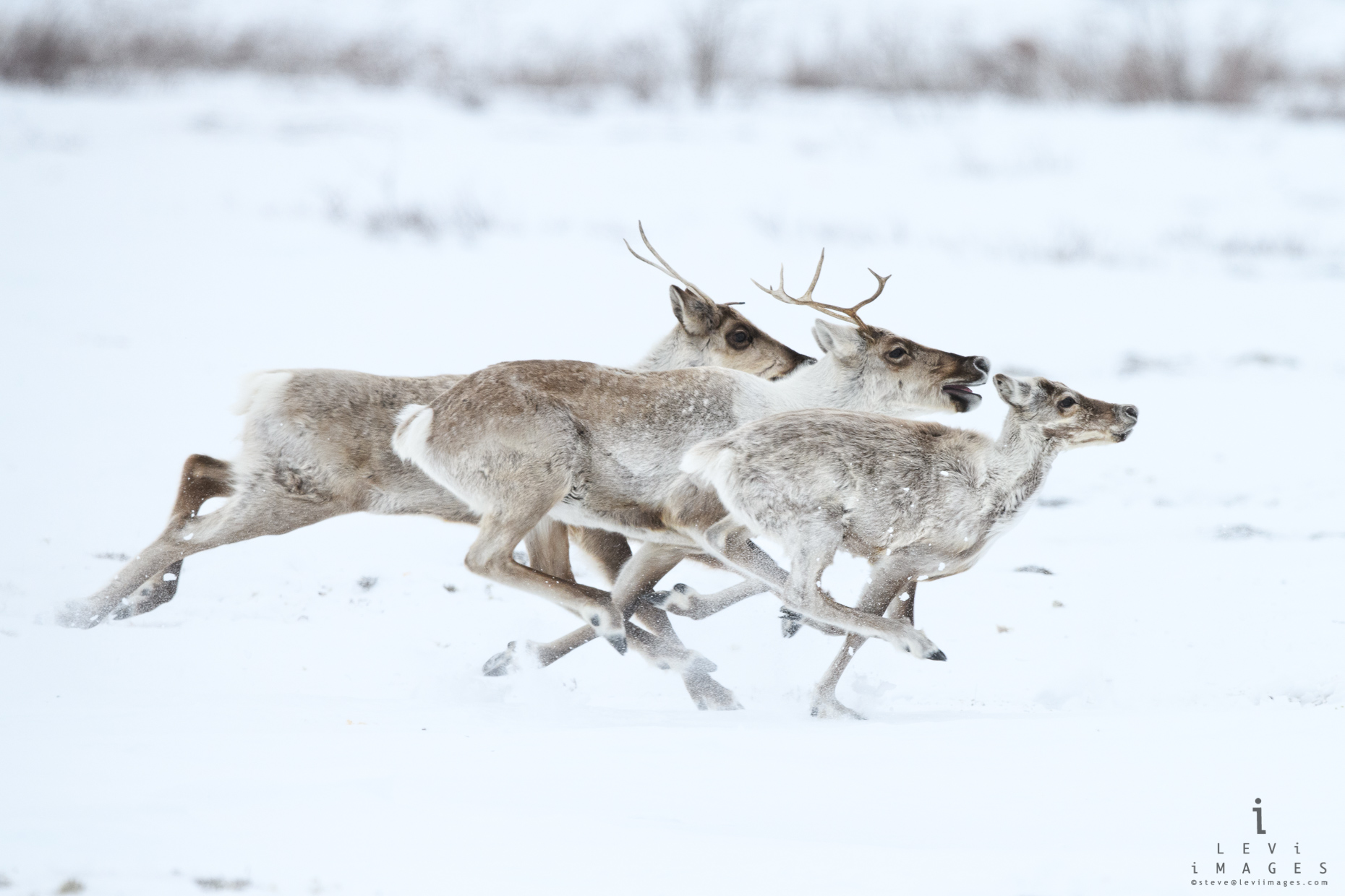 Caribou (Rangifer tarandus) in full gallop. Wapusk National Park, Manitoba, Canada