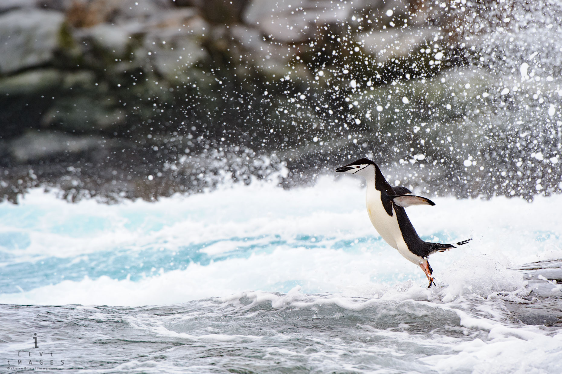 Chinstrap penguin (Pygoscelis antarcticus) jumping in spray. Antarctica