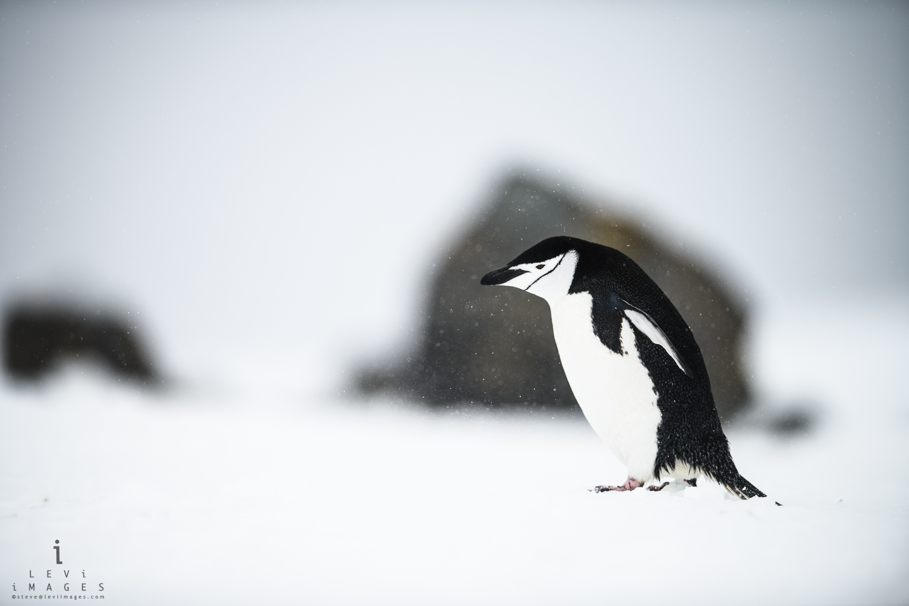 Chinstrap penguin (Pygoscelis antarcticus) walking through light snow storm. Penguin island, Antarctica