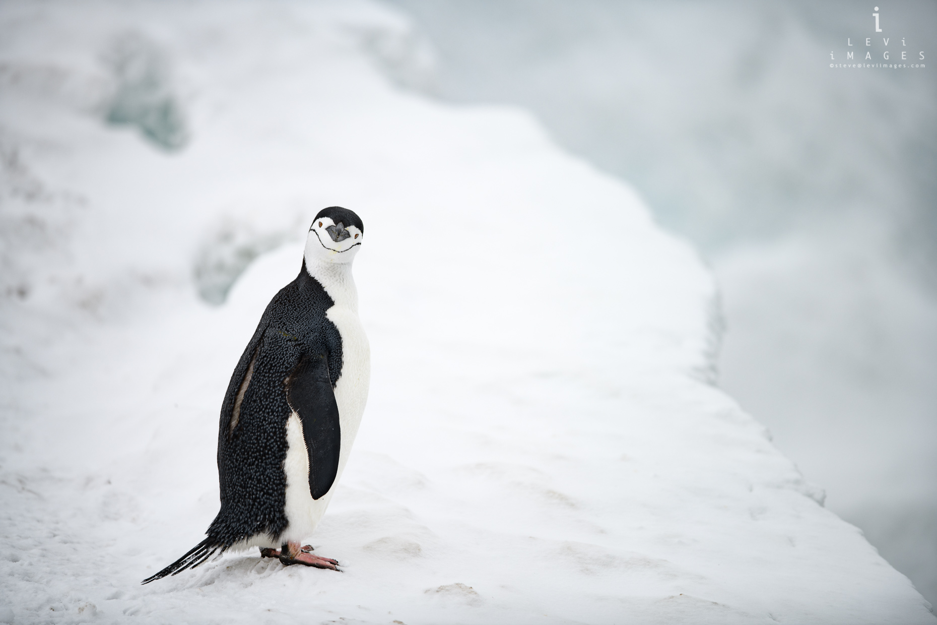 Chinstrap penguin (Pygoscelis antarcticus) portrait. Penguin Island, Antarctica