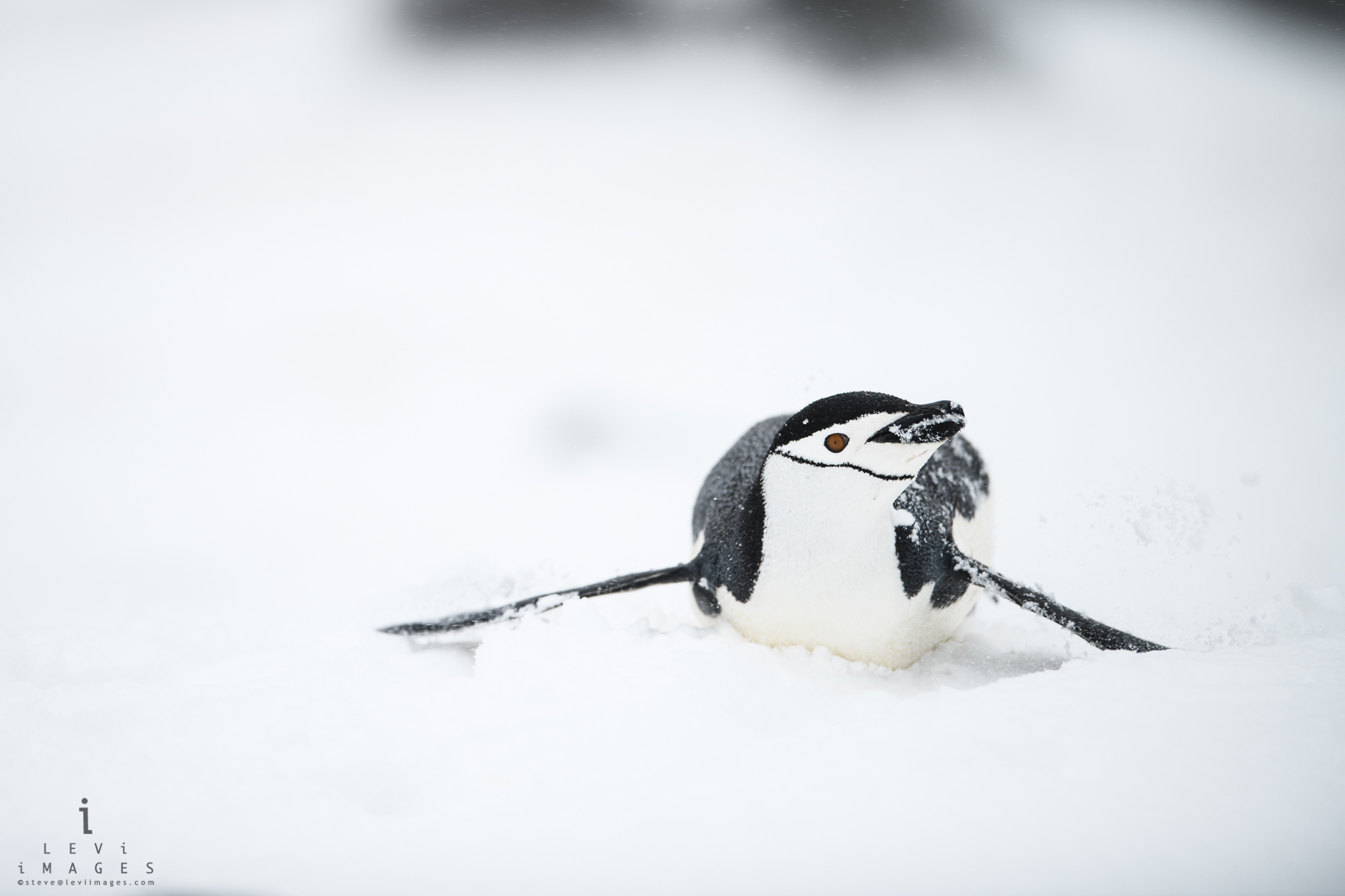 Chinstrap penguin (Pygoscelis antarcticus) sliding. Penguin Island, Antarctica