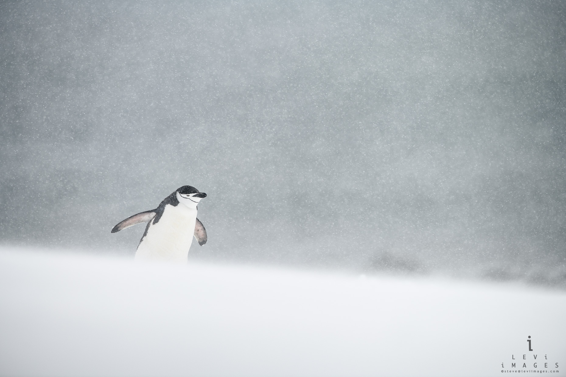 Chinstrap penguin (Pygoscelis antarcticus) in snowstorm.  Angry sea, Penguin Island, Antarctica