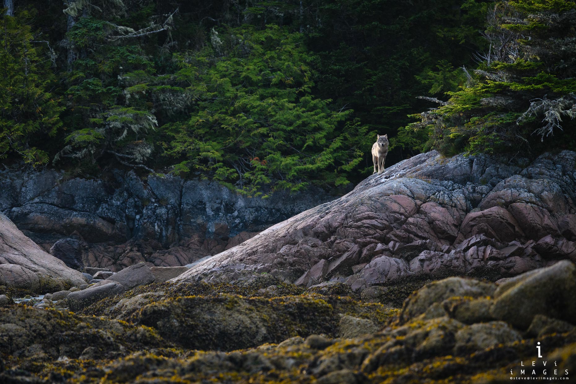 Sea Wolf in the intertidal zone of Great Bear Rainforest