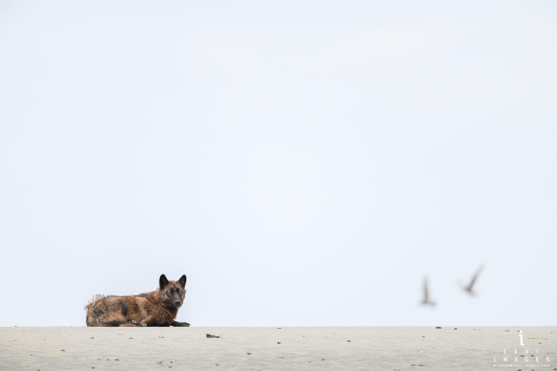 Coastal Wolf on Sand Bar at Low Tide