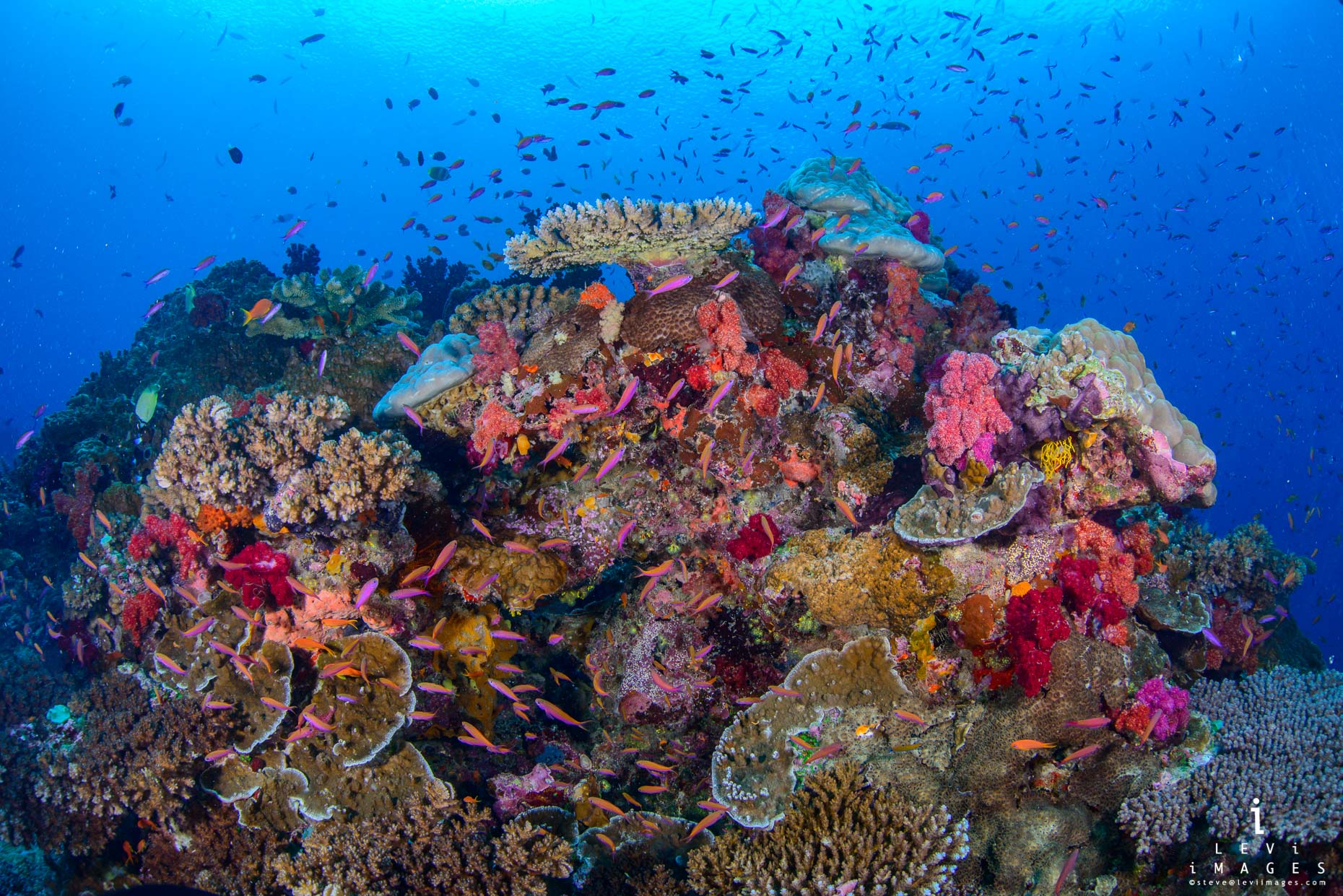 Taveuni underwater coral reef. Fiji