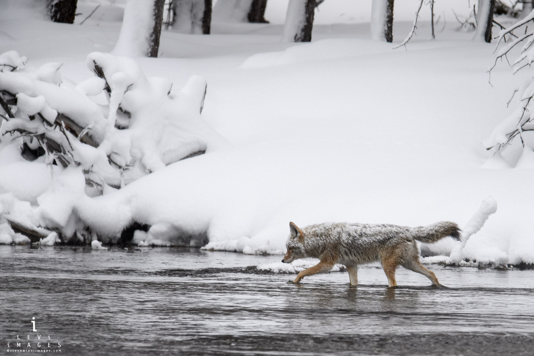 Snow-covered coyote (Canis latrans) fishing in Yellowstone National Park, Wyoming