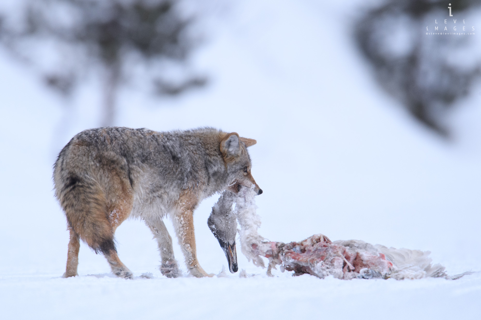 Coyote (Canis latrans) with goose kill in mouth. Yellowstone National Park, Wyoming