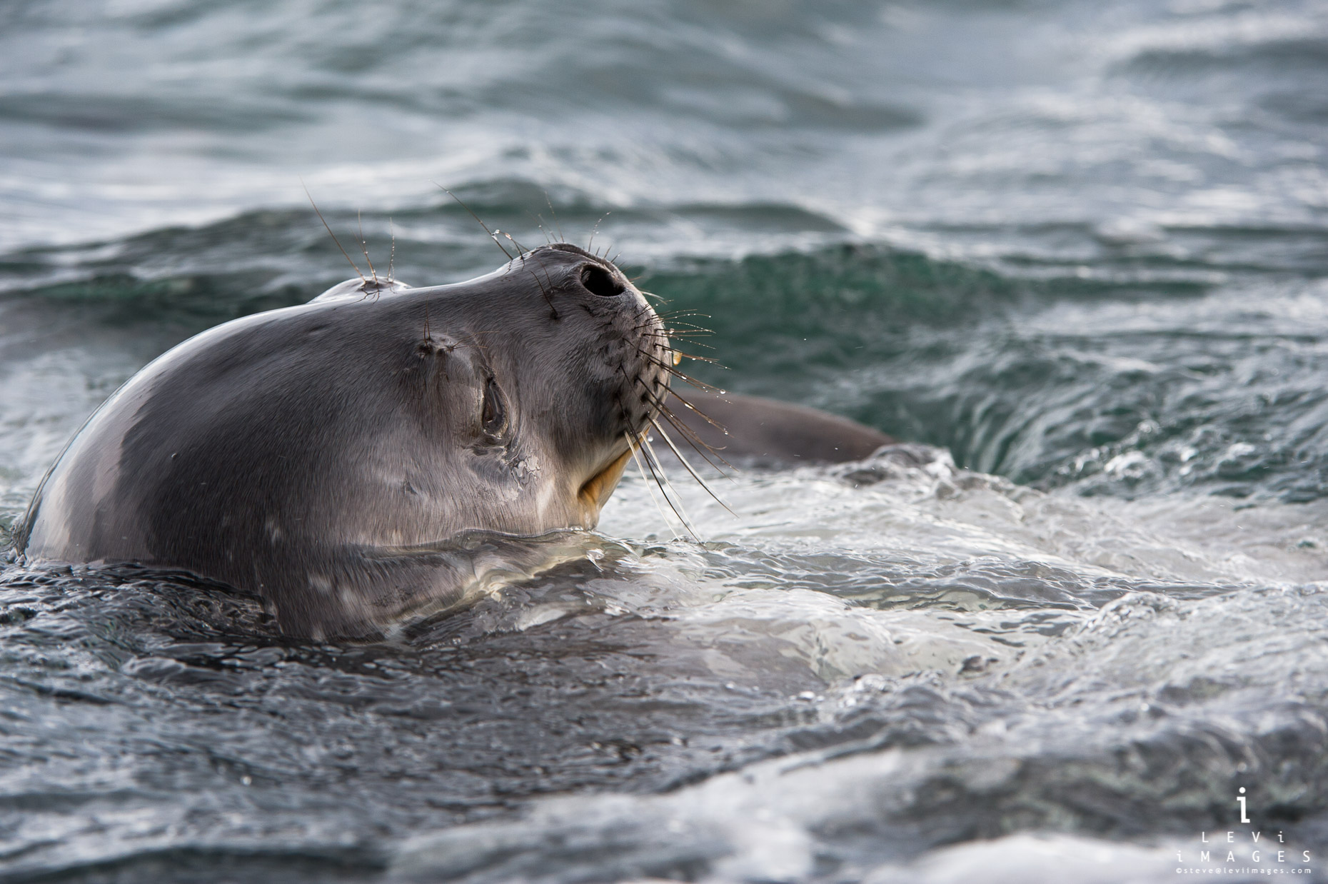 crabeater seal (Lobodon carcinophaga) in shallow water waits for penguins, Antarctica