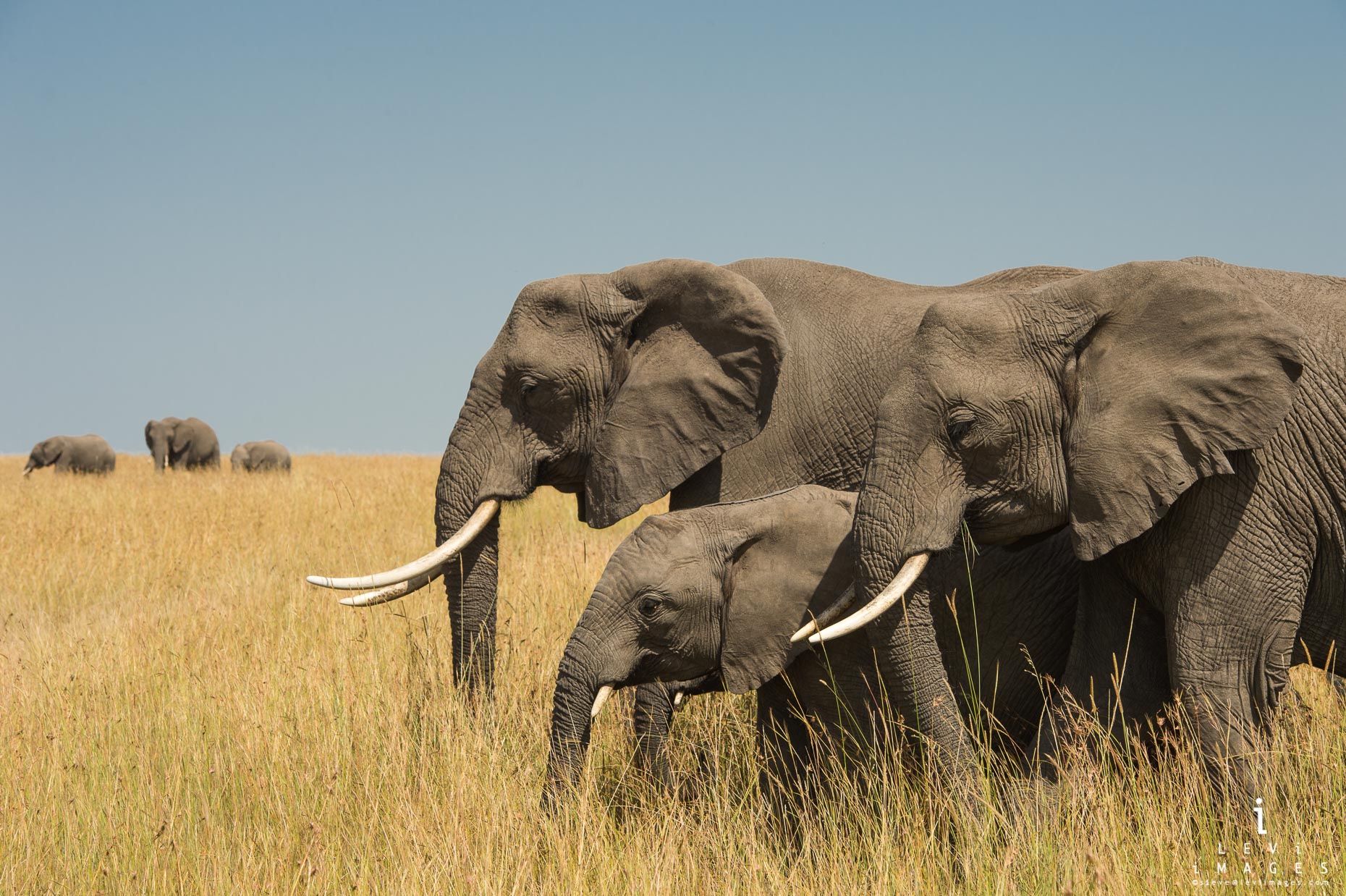 African bush Elephant (Loxodonta africana) families in the plains of Maasai Mara, Africa