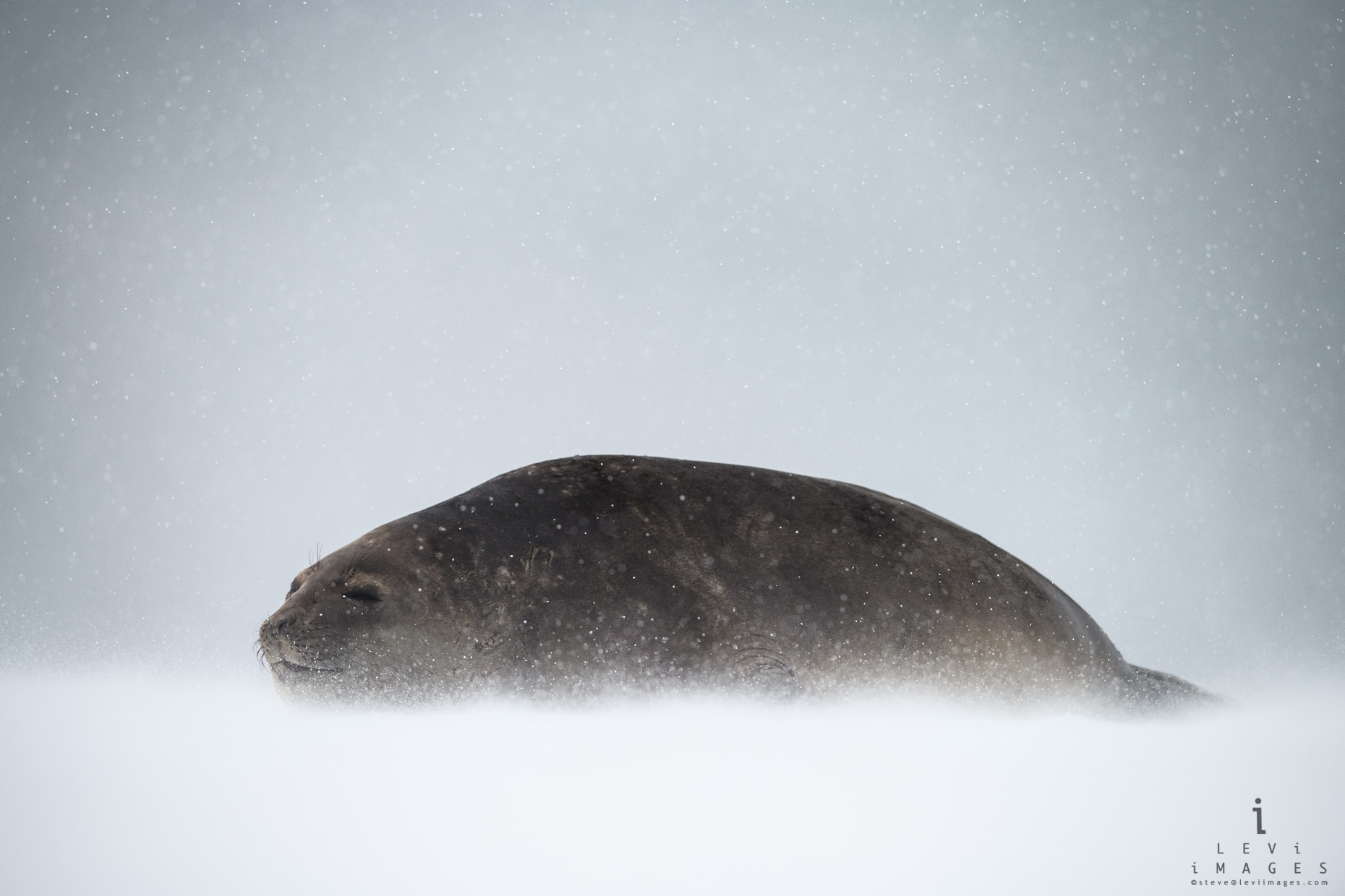 Southern elephant seal (Mirounga leonina) rest during snowstorm. Turreted Point, Antarctica