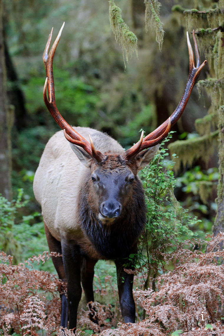 Bull Elk (Cervus canadensis) in Olympic National Park, Washington, USA