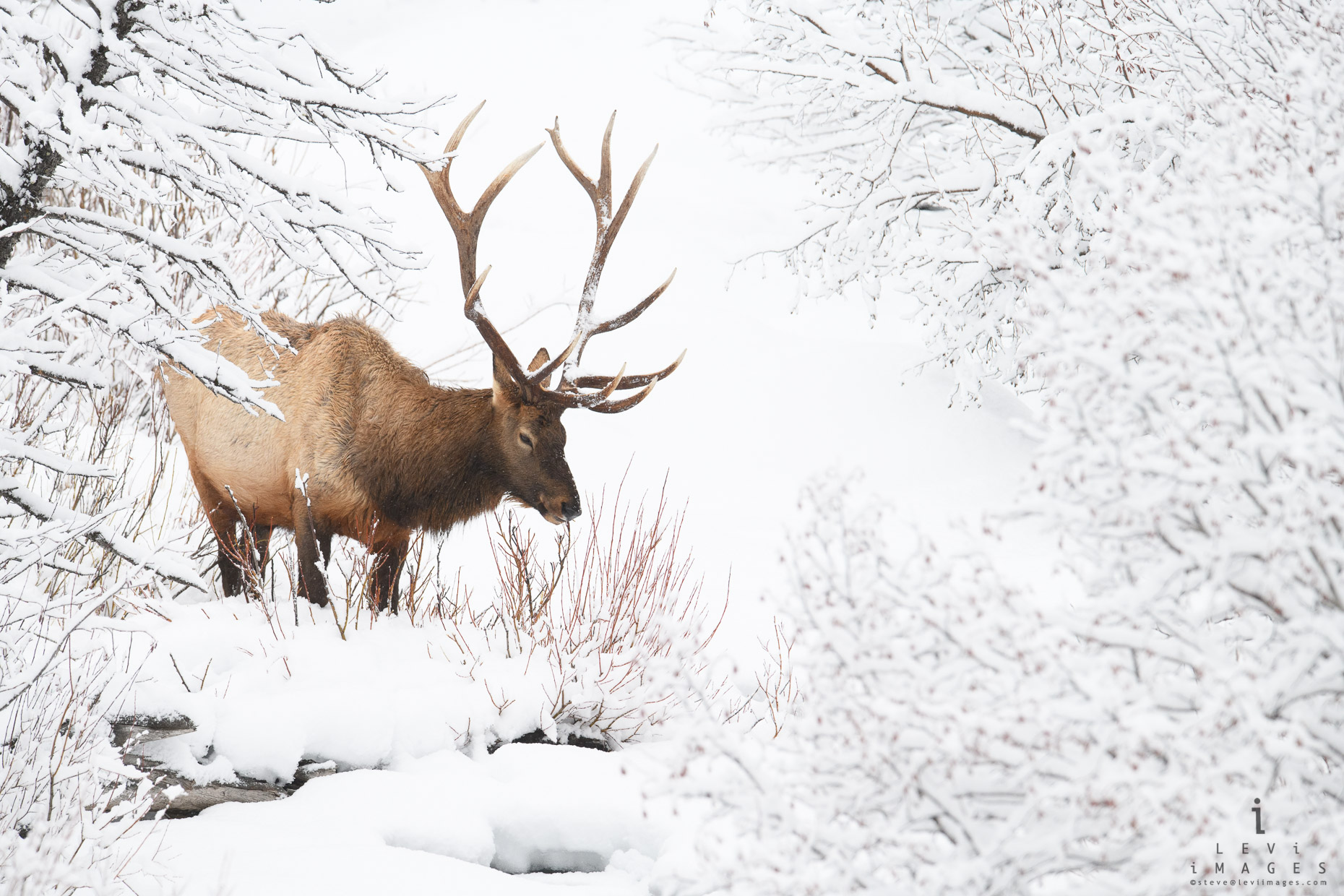 Elk (Cervus canadensis) in winter wonderland. Yellowstone National Park, Wyoming